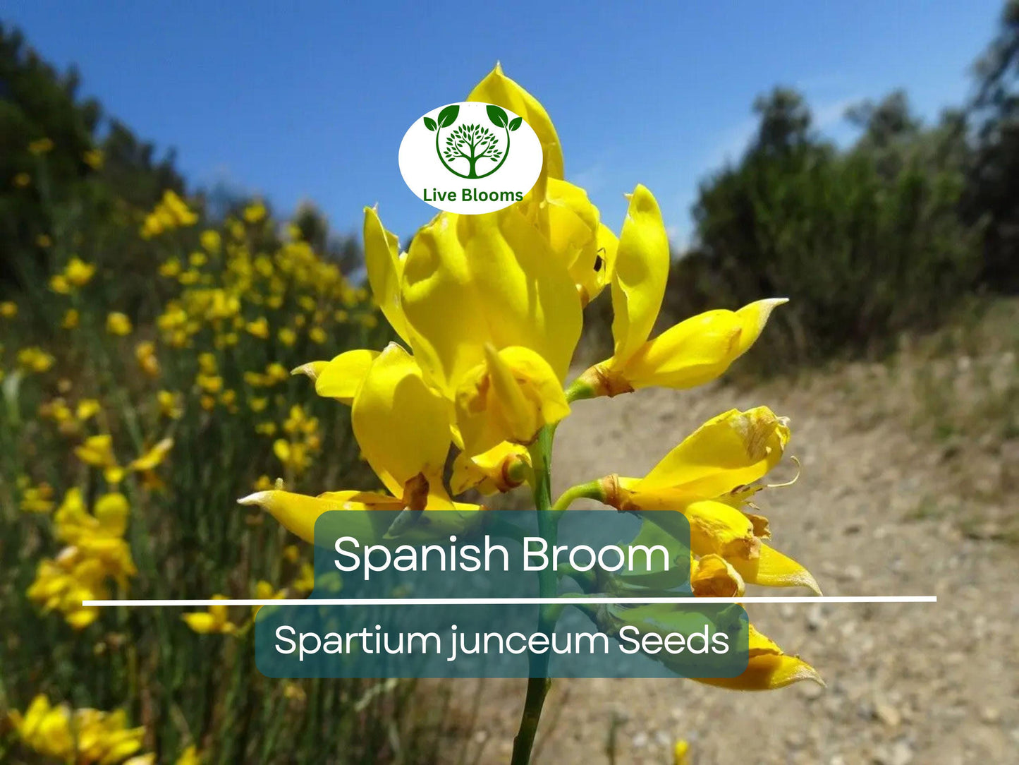 20 Spanish Broom Seeds (Spartium junceum) - Hardy Yellow Flowering Shrub for Garden Borders & Hedges