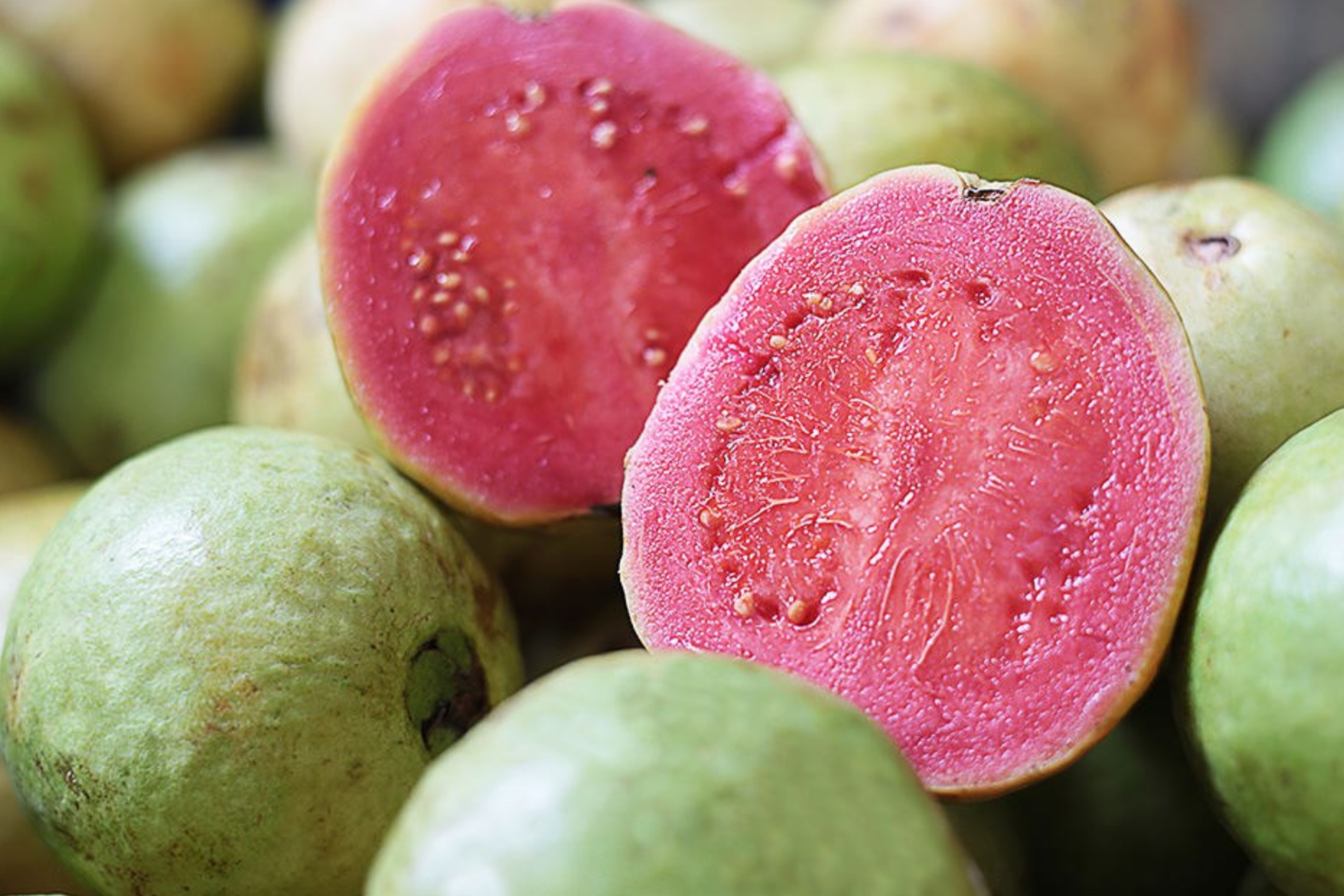 Indonesian Seedless Guava Tree | Psidium guajava | Live Fruit Plant | 1-2 ft Tall | Sweet, Juicy, Seedless Tropical Fruit