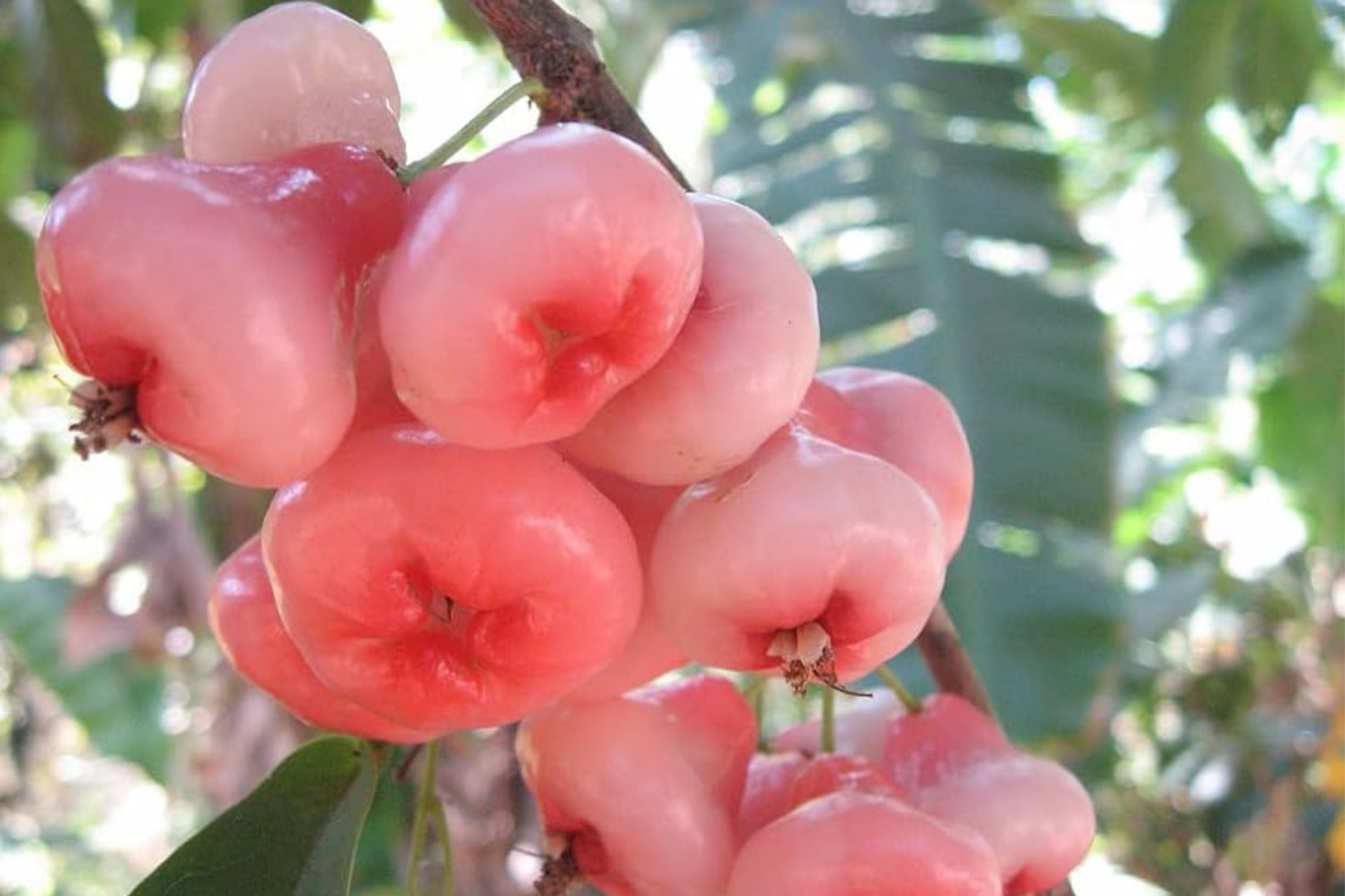 Live Rose Apple Tree (Syzygium jambos) | Tropical Fruit Plant | Sweet, Crisp, Floral-Flavored Fruit | 12-24 Inches Tall