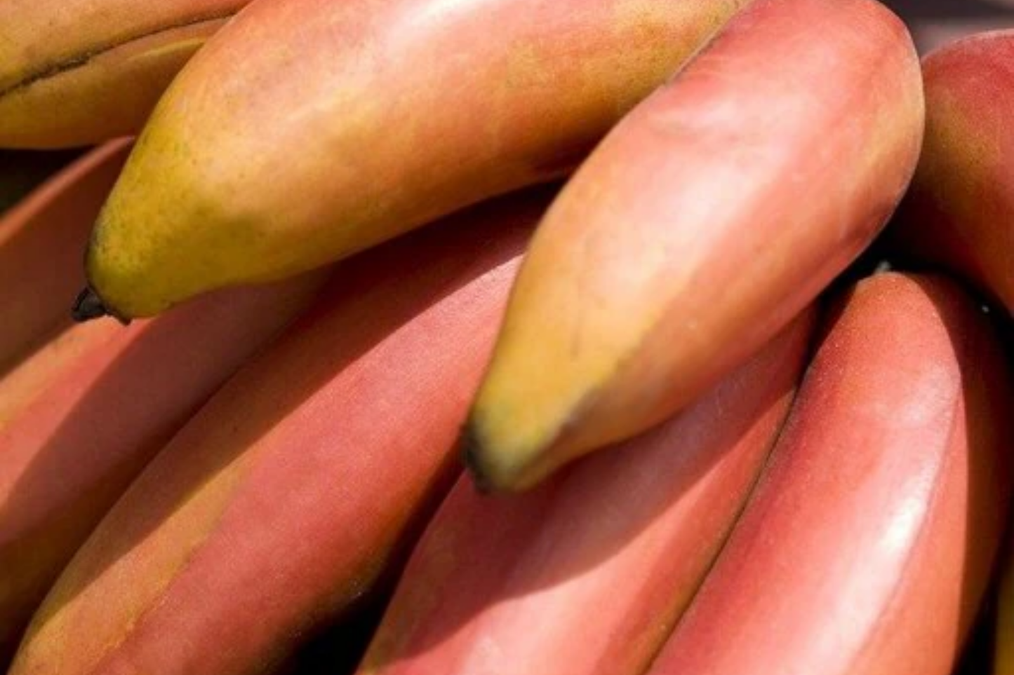 Red Banana Tree Live Plant | Musa acuminata 'Red Dacca' | Tropical Fruit Tree | 10-20" Tall