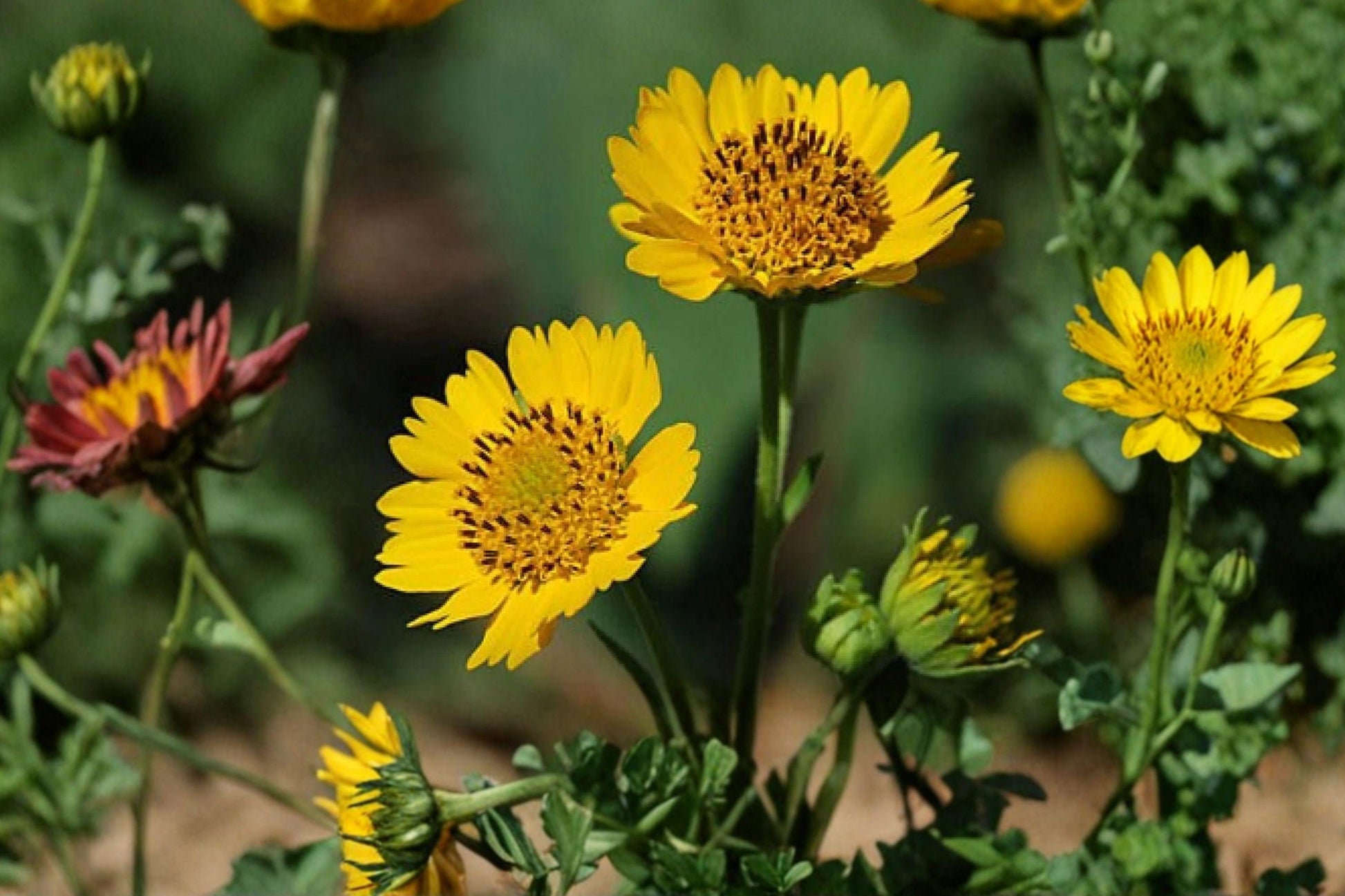Yellow Crownbeard Seeds – Verbesina helianthoides Native Wildflower for Pollinators, Summer Blooms, Full Sun, Perennial Plant