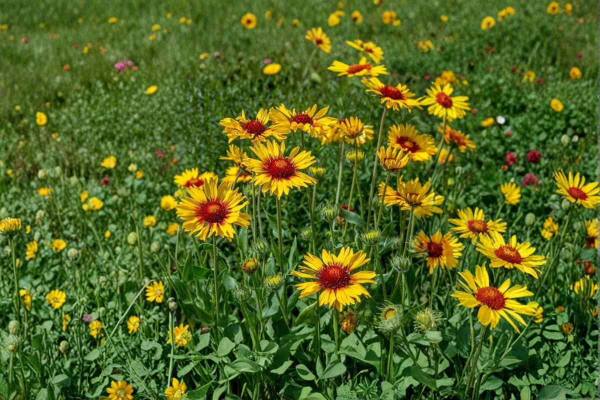 Yellow Gaillardia Seeds – 25 Count – Drought-Tolerant Wildflower – Gaillardia aristata – Bright Pollinator Plant