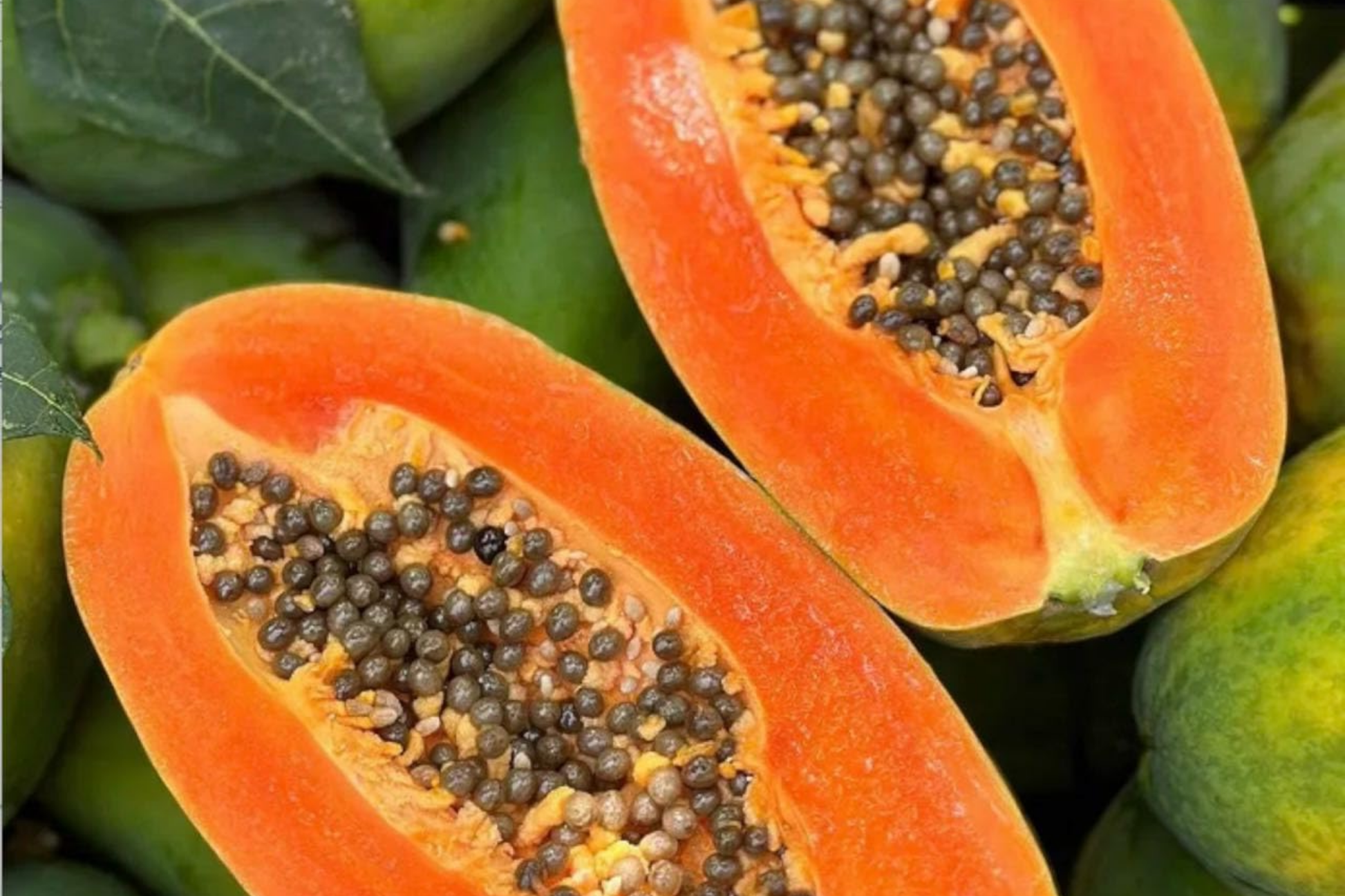 Papaya Tree Starter Plant - Carica papaya, Tropical Fruit Tree, 1-2 ft, Sweet Flavor, Juicy Texture, Easy to Grow