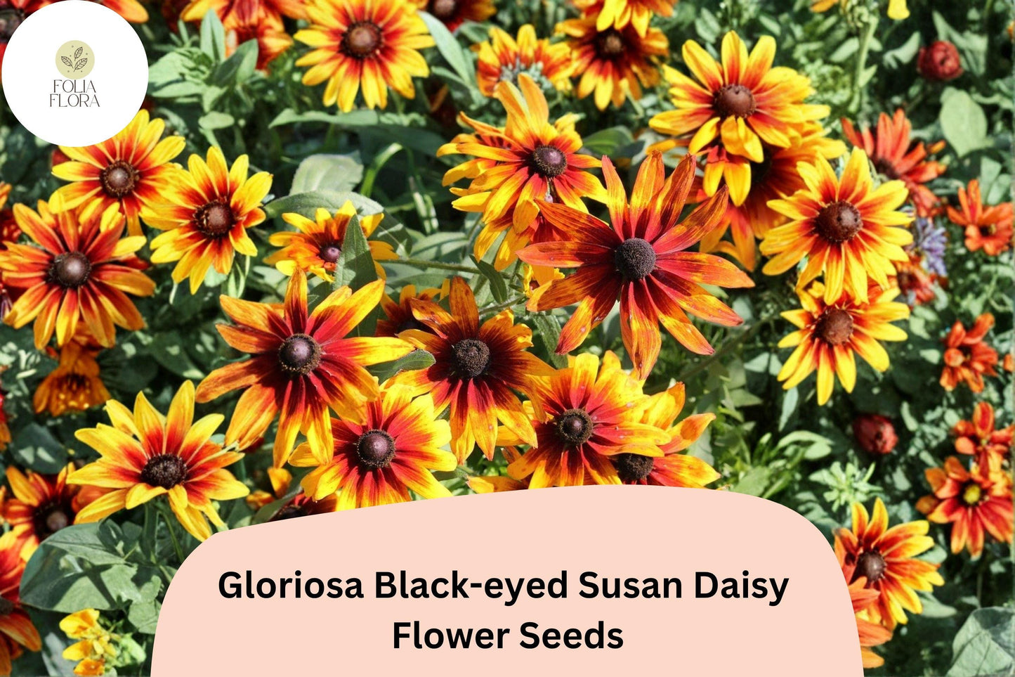 200+ Gloriosa Black-eyed Susan Daisy Seeds | Rudbeckia hirta | Yellow & Red Blooms for Pollinator Gardens
