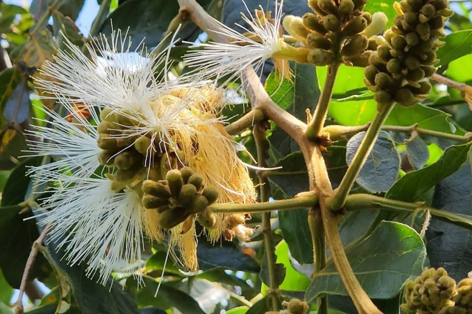 Jumbo Ice Cream Bean Tree Live Plant | Inga edulis Tropical Fruit Tree with Vanilla-Flavored Pods | 12"-24" Starter Plant