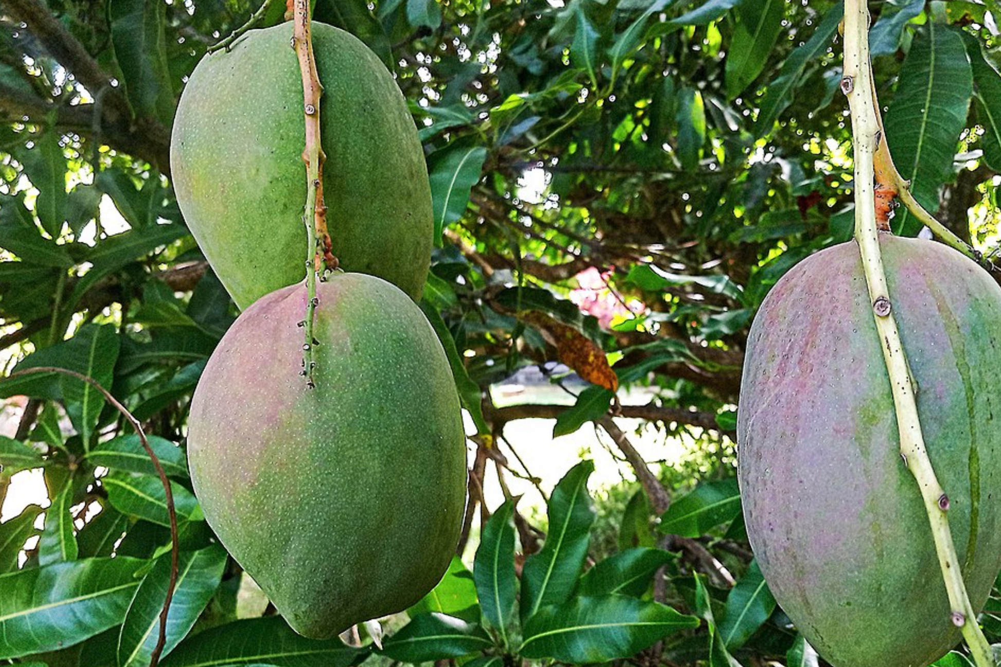 Julie Mango Tree Seedling – 1-2 Ft. Tropical Fruit for Small Spaces, Compact, Fiberless, Mangifera indica, Caribbean Mango