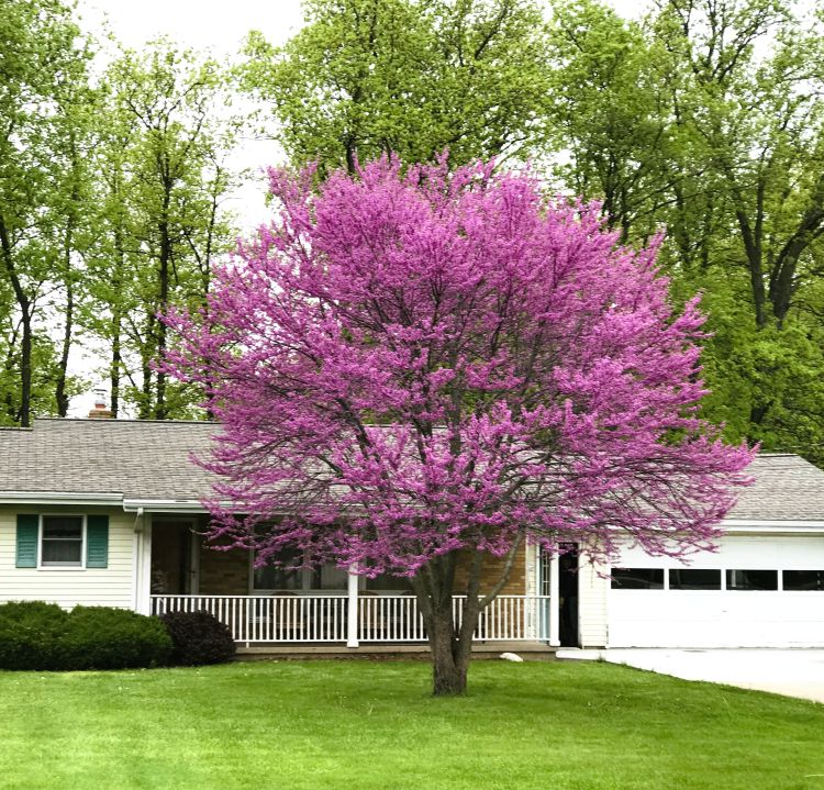 Eastern Redbud Trees Bareroot 2ft - Pink Purple Spring Blooms, Native Ornamental Tree, Cercis canadensis, Hardy Landscape Plant