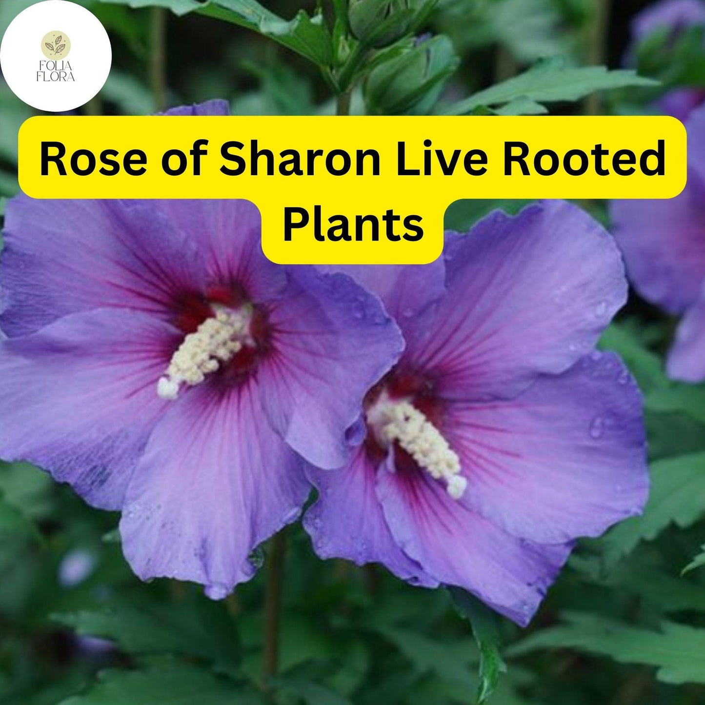 2 Organic Rose of Sharon Hibiscus Live Plants with Roots - Hardy Flowering Shrubs for Garden Beds and Containers