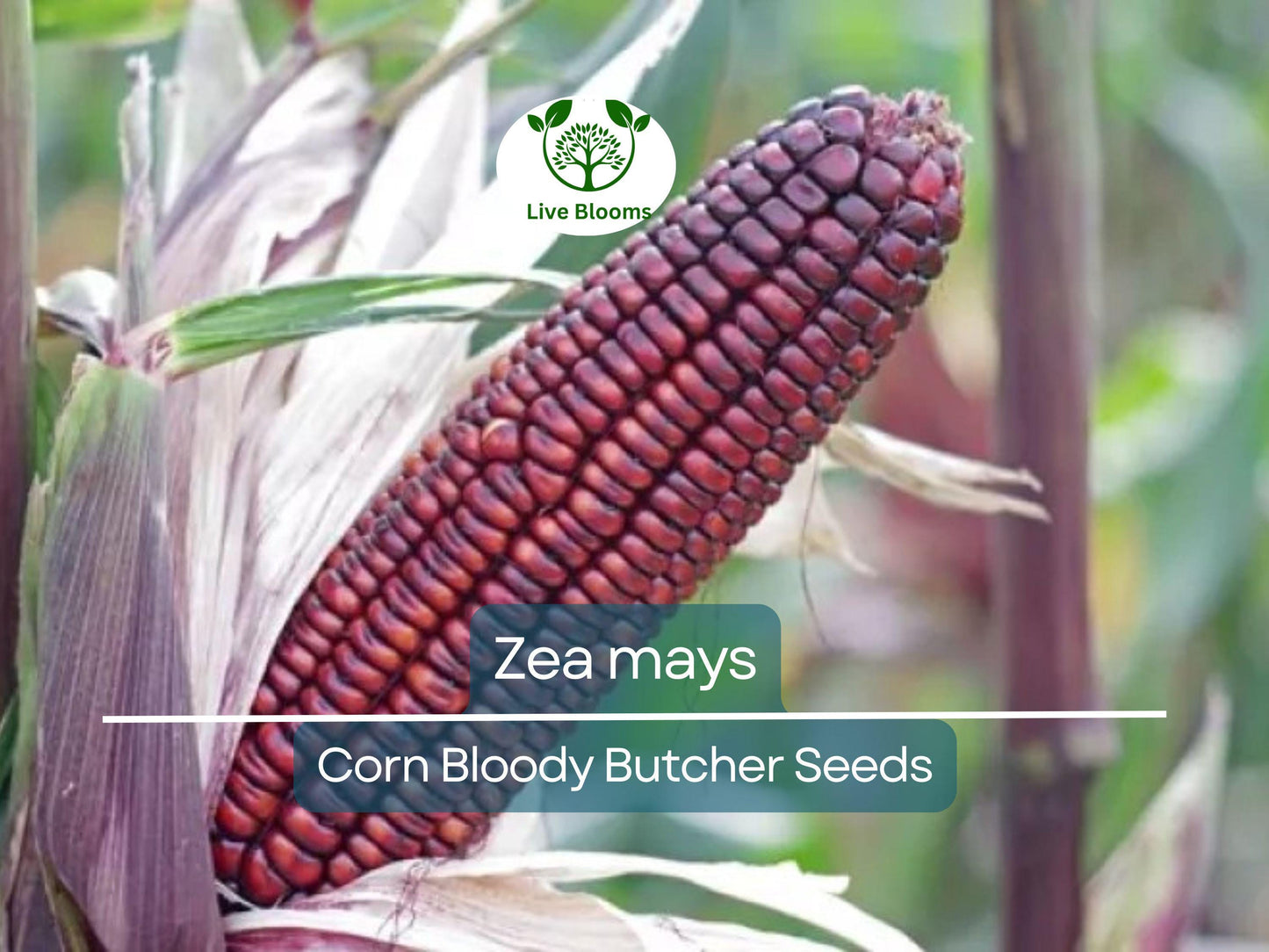 25 Seeds Corn Bloody Butcher Heirloom - Deep Red Kernels, 110 Days, High Yield Zea mays