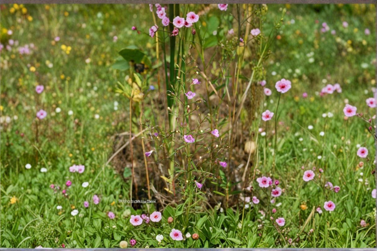 Agalinis tenuifolia Seeds - 250 Slender False Foxglove, Native Annual Wildflower, Pollinator Friendly, Late-Summer Bloomer