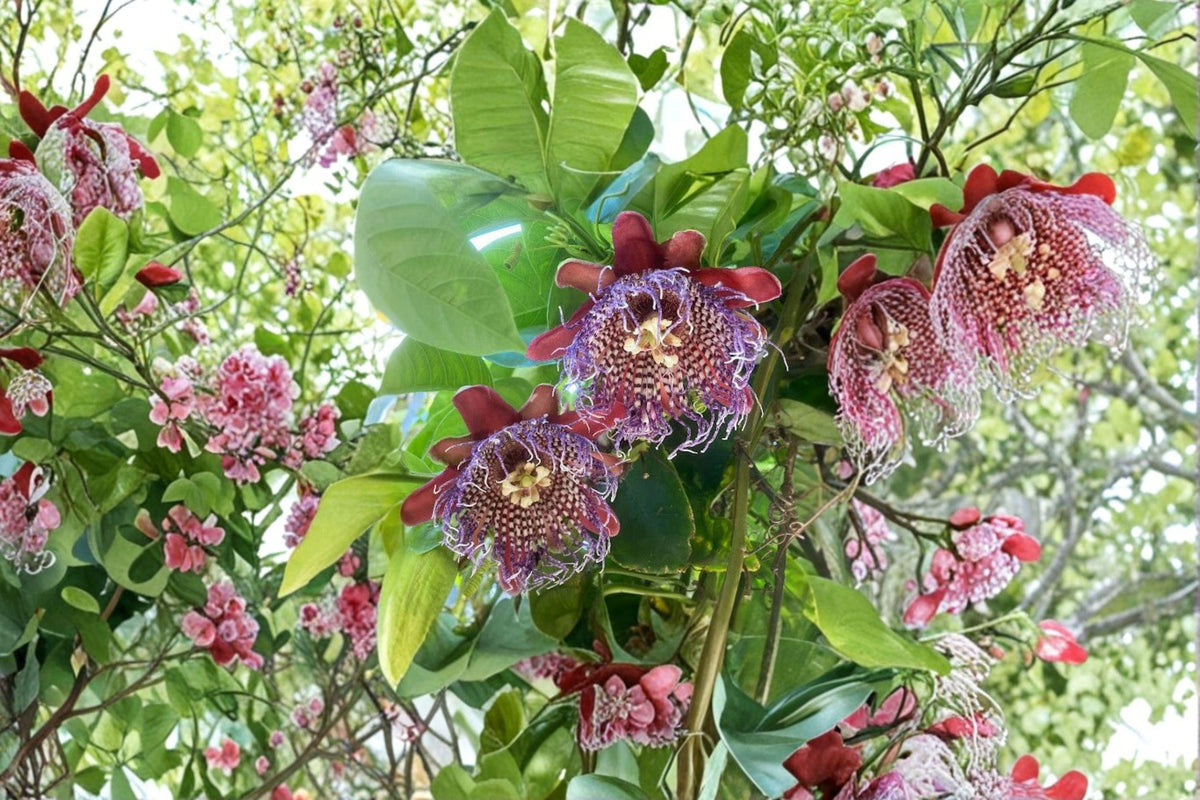 Passion Fruit Vine Seeds | 10 Seeds | Purple Granadilla | Passiflora edulis | Tropical Climbing Plant for Edible Fruit