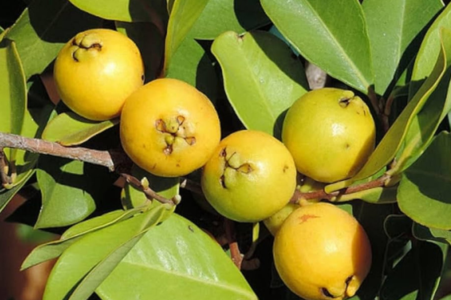 Strawberry Yellow Guava Tree | 1-2 Ft Live Tropical Plant | Psidium littorale var. lucidum | Sweet Aromatic Fruit for Gardens & Containers
