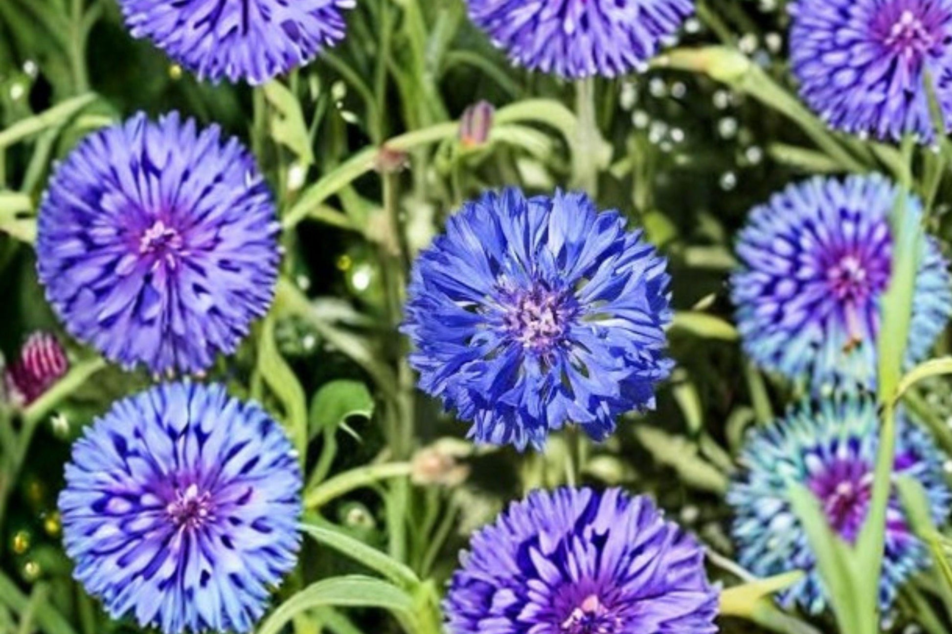 Blue Bachelors Button Seeds, Cornflower, Annual Wildflower, Centaurea cyanus, Vibrant Blue Flowers, Easy to Grow, Bee & Butterfly Attracting