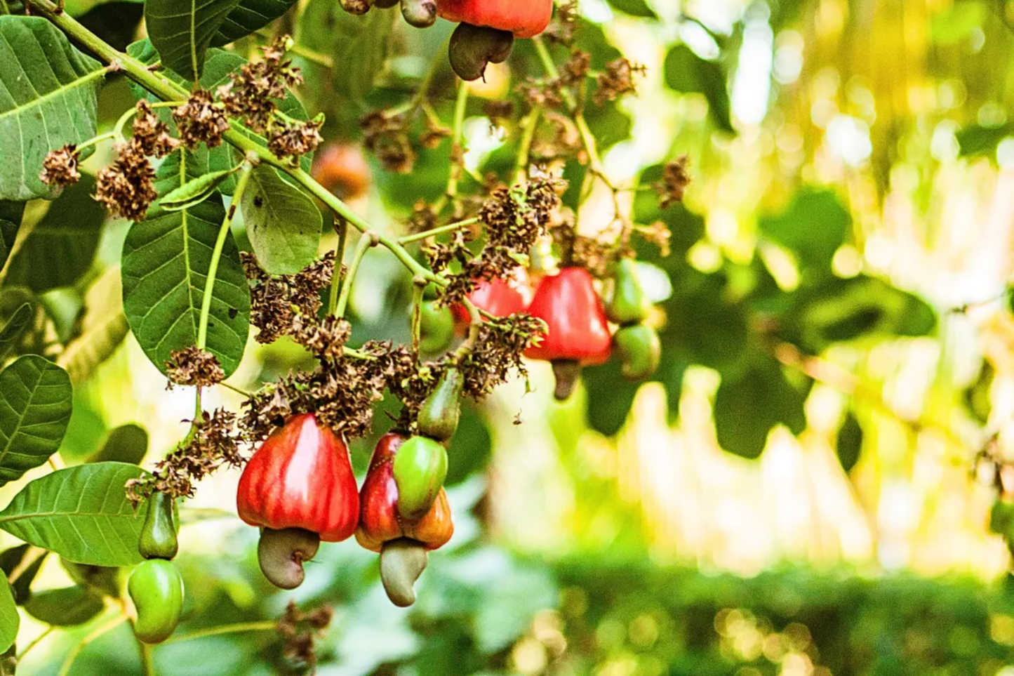 Cashew Nut Tree Starter Plant 12"-18" | Edible Nuts & Cashew Apples | Anacardium occidentale Tropical Fruit Tree