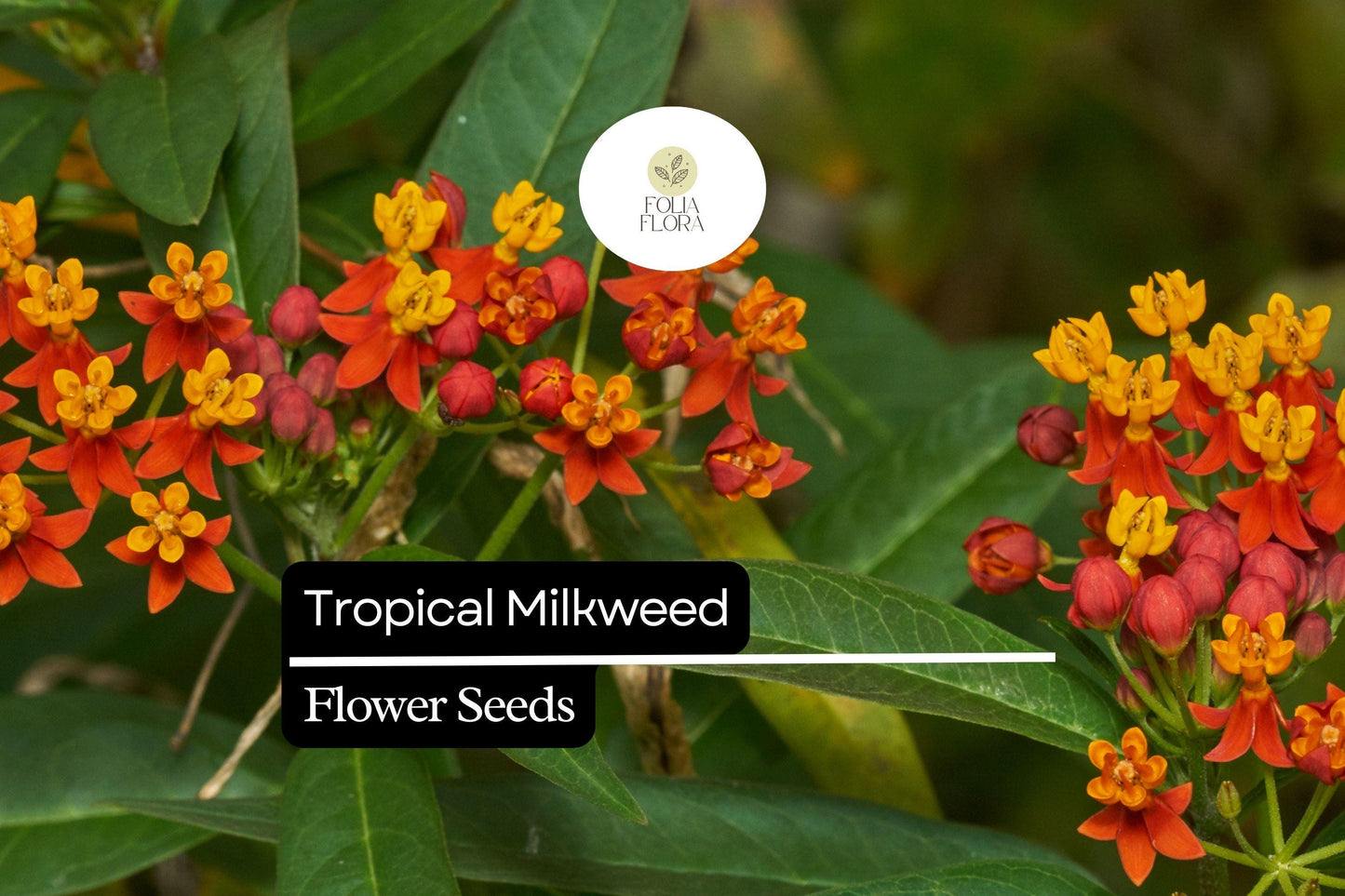 25 Seeds Tropical Milkweed (Asclepias curassavica) - Monarch Host Plant with Red-Orange Flowers