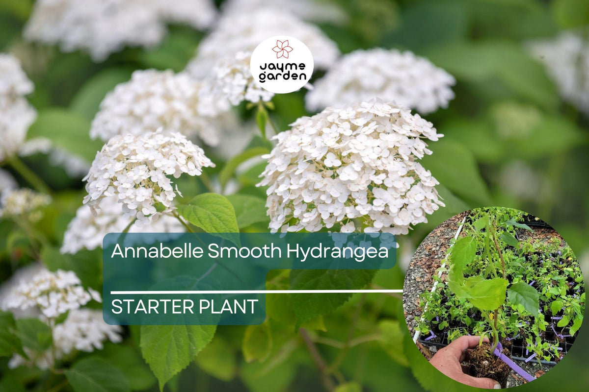 Annabelle Smooth Hydrangea Starter Plant | White Flowering Shrub | Hydrangea arborescens 'Annabelle' | Hardy & Low-Maintenance