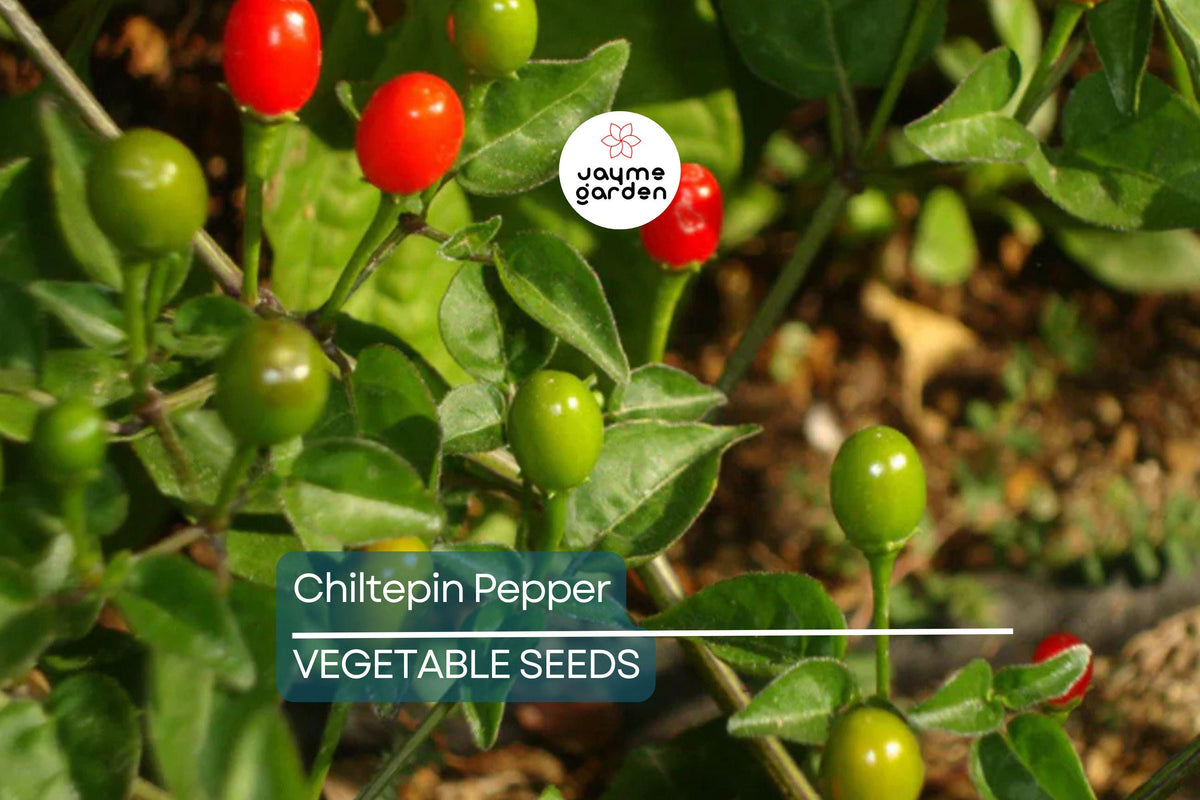 25 Chiltepin Pepper Seeds - Wild Hot Pepper, Non-GMO Capsicum annuum var. glabriusculum, 50,000-250,000 SHU, USA Seller