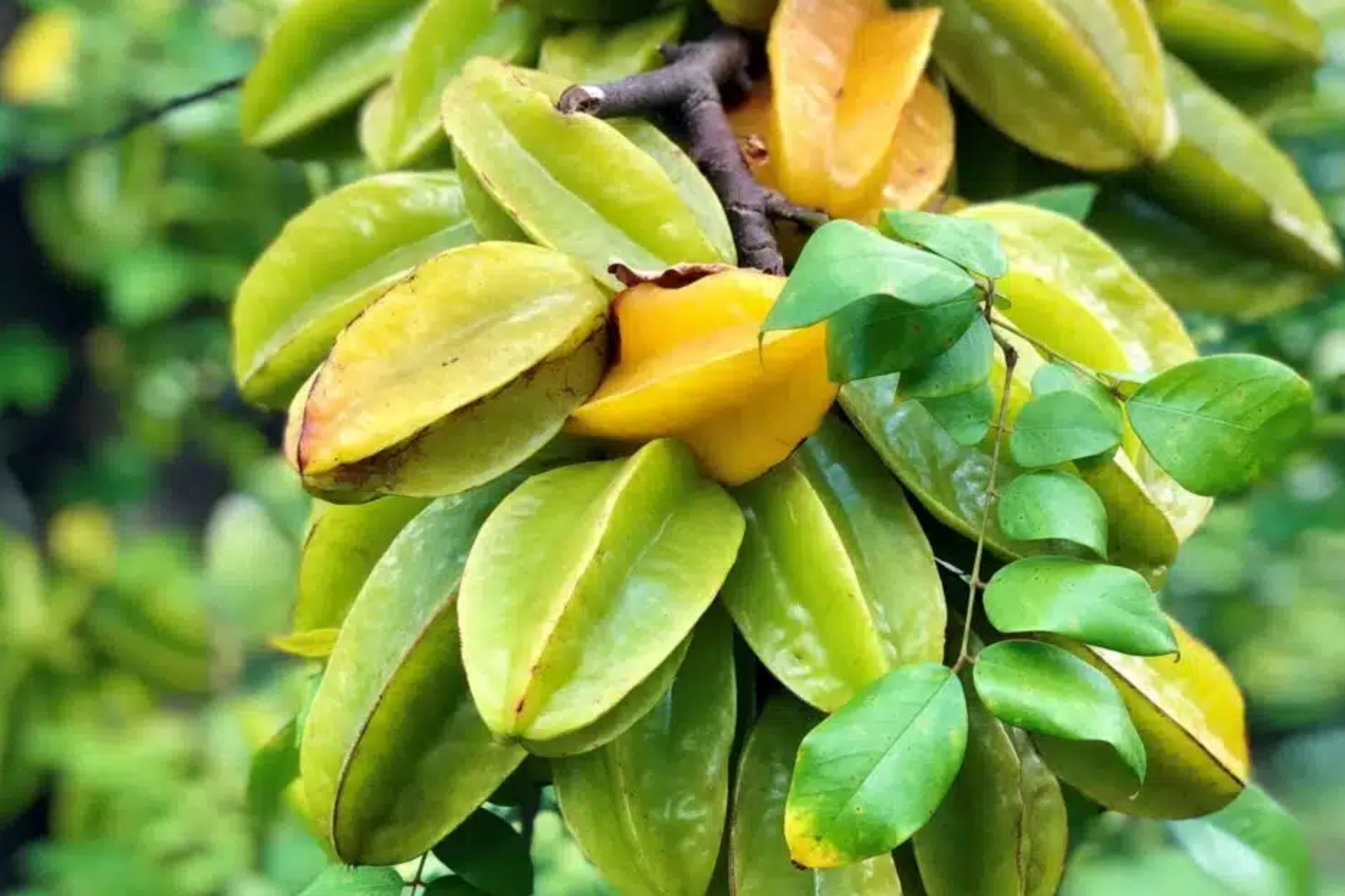 Grafted Carambola Tree 2-3 ft | Tropical Starfruit Tree with Edible Star-Shaped Fruit | Averrhoa carambola