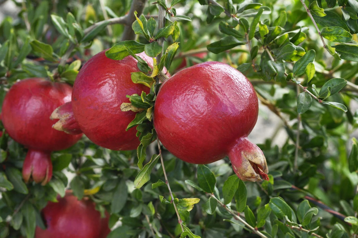Cold Hardy R26 Afganski Pomegranate Tree – Mature Plant in 1 Gallon Pot, USDA Zones 6-10, Sweet Red Fruit