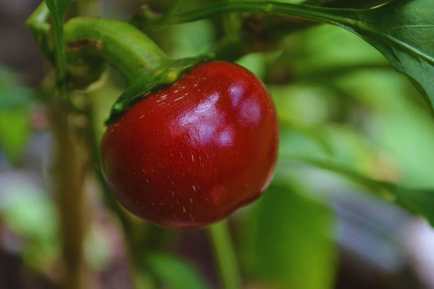 Sweet Red Cherry Pepper Seeds | 40+ Non-GMO Capsicum annuum Seeds