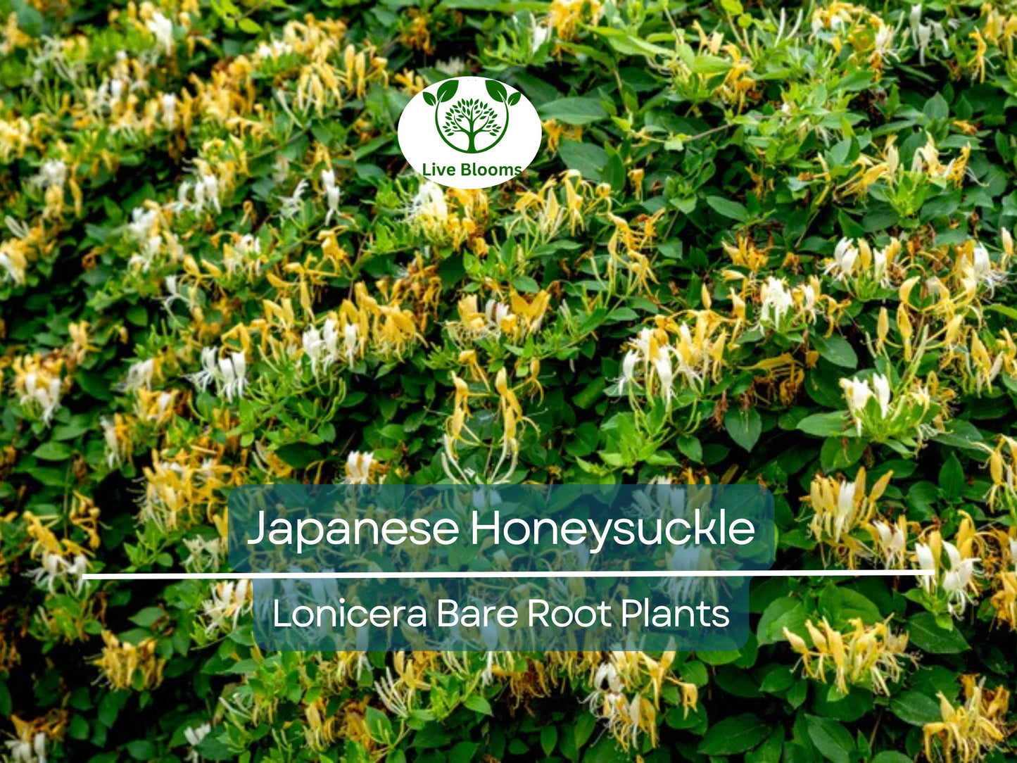 5 Japanese Honeysuckle Vines - Lonicera japonica - Fragrant, Fast-Growing Bare Root Plants