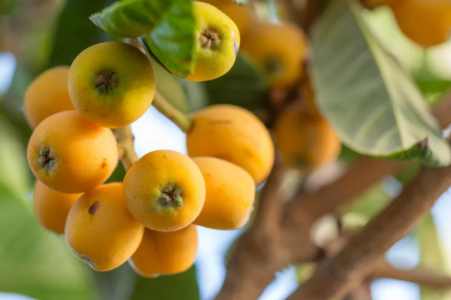 Live Loquat Tree 1-2 ft Eriobotrya japonica Fruit & Ornamental Tree for Gardens & Containers
