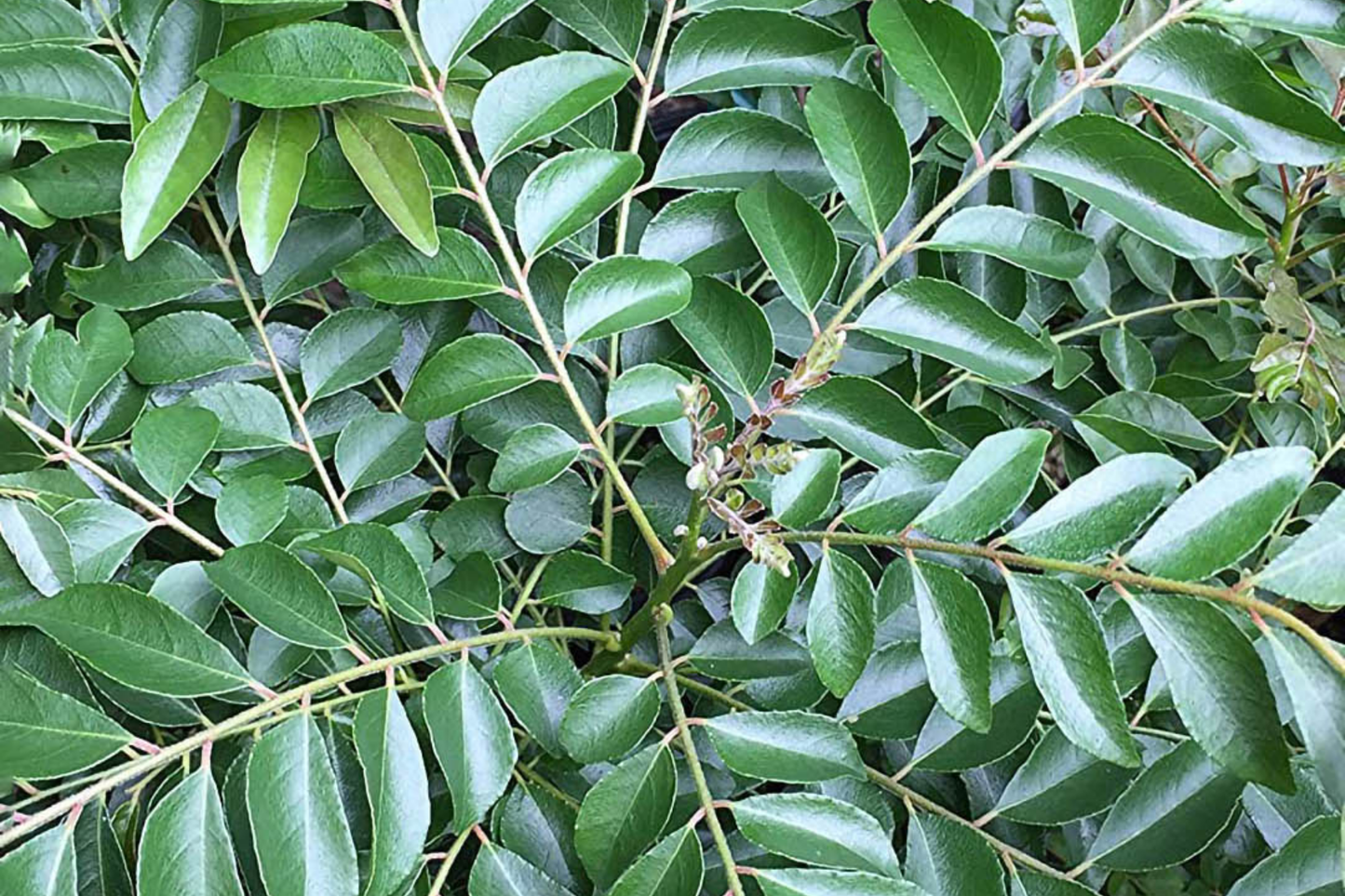 Live Curry Tree Plant - Murraya koenigii, 1-2 ft, Culinary Herb, Compact Indoor & Garden Tree