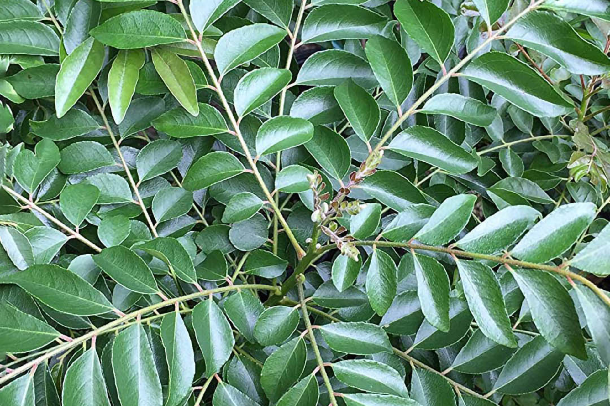 Live Curry Tree Plant - Murraya koenigii, 1-2 ft, Culinary Herb, Compact Indoor & Garden Tree