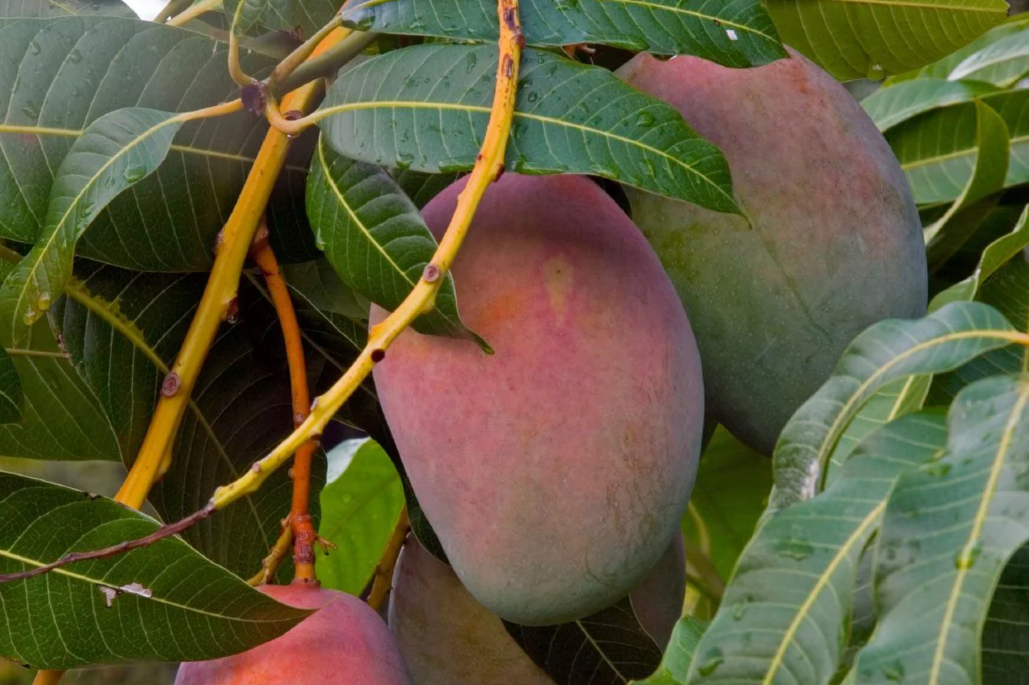 Grafted Mango Tree Julie Variety – Live Fruit Tree 3-4 ft – Fiber-Free, Sweet Mangoes – Tropical Garden Plant – Mangifera indica