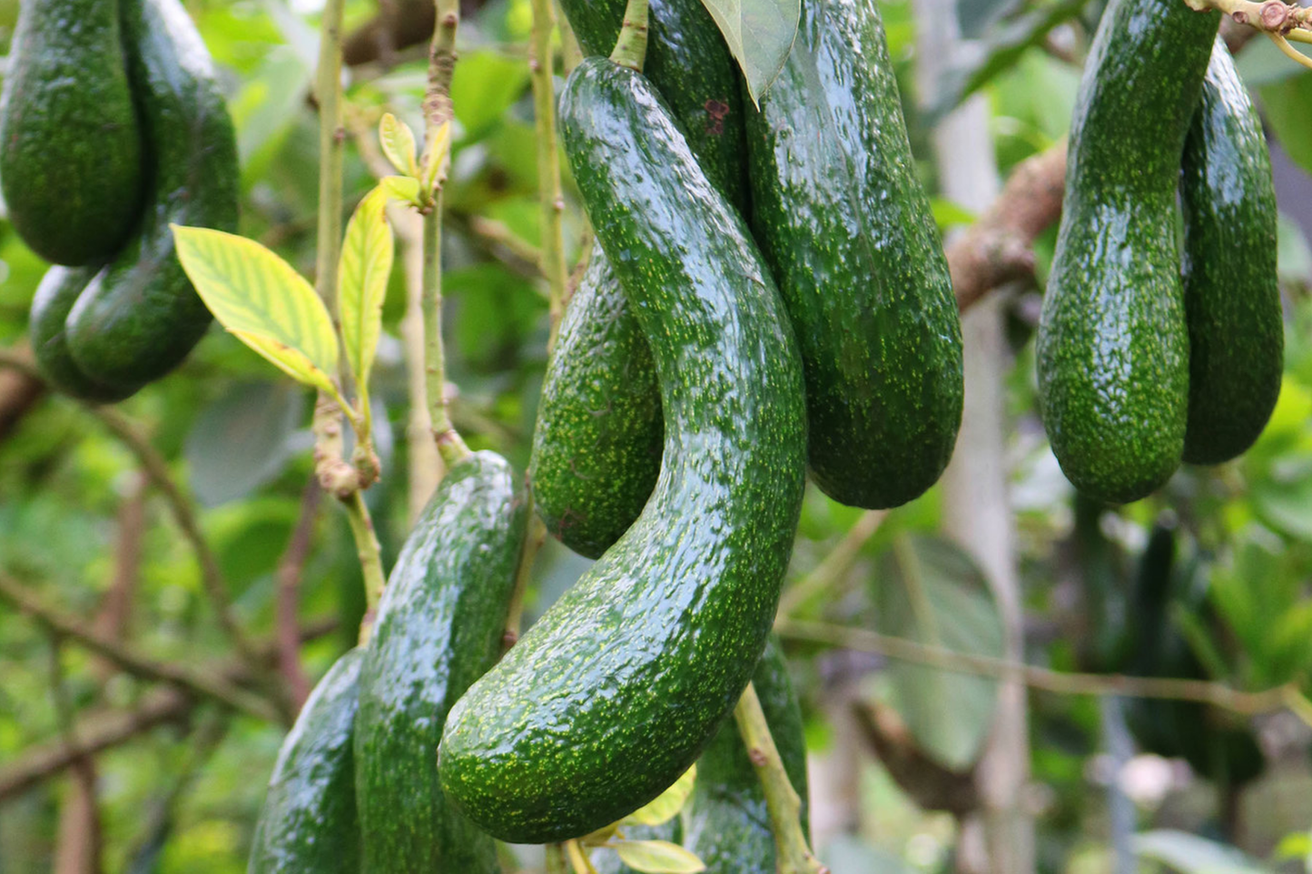 Avocado Longneck Tree Seedling | Live Tropical Fruit Plant | Persea americana | Year-Round Fruit | Easy Care for Gardens