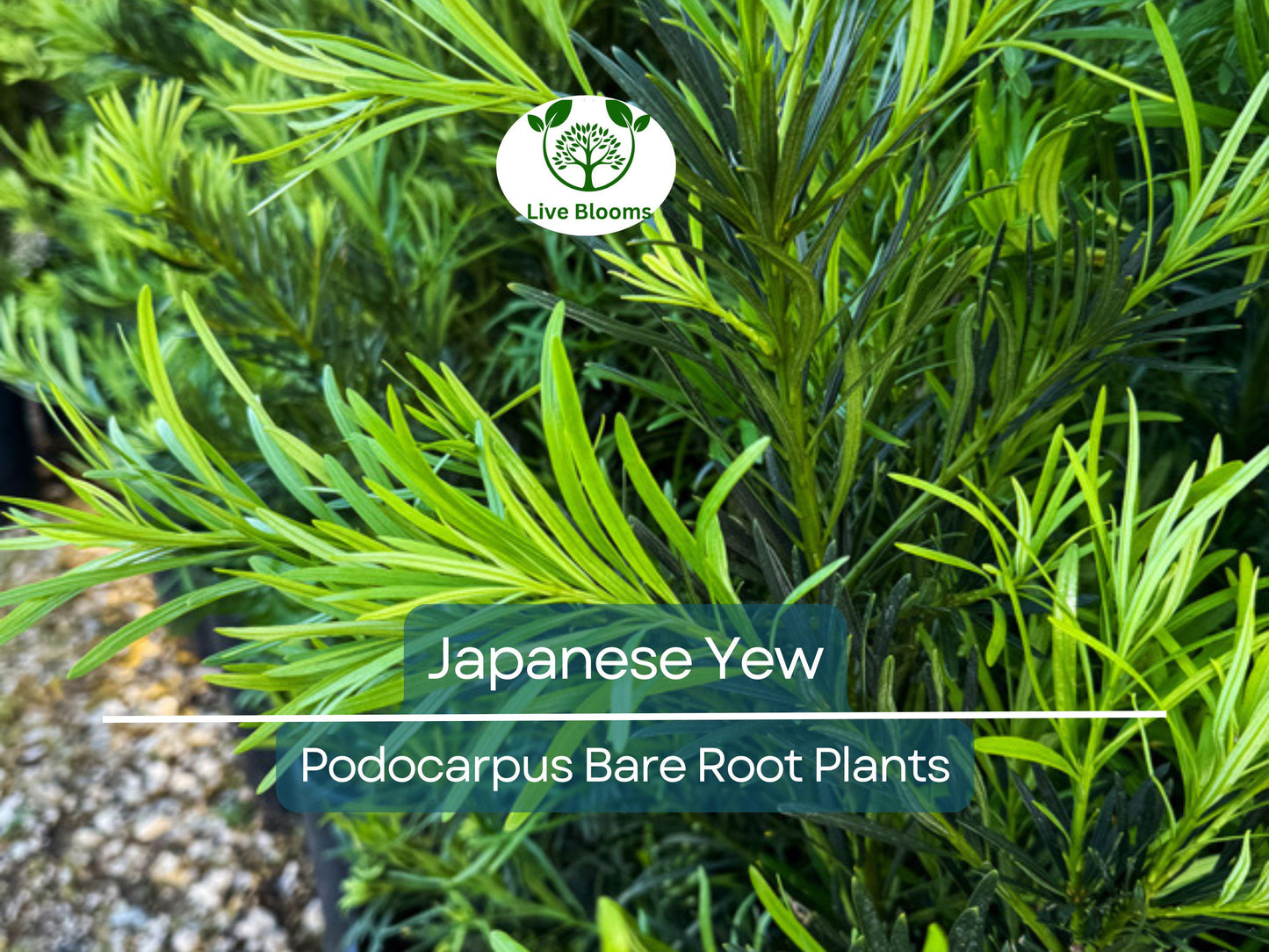 20 Podocarpus Japanese Yew Plants - Evergreen Privacy Hedge Bare Root Starter Pack
