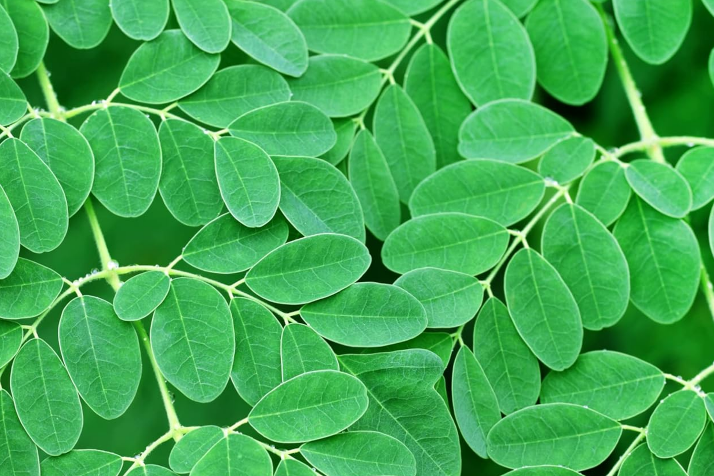 Moringa Tree Starter Plant - Live Miracle Tree 3-4 ft Tall, Nutritious Superfood, Easy Care, Fast Growing, Moringa oleifera