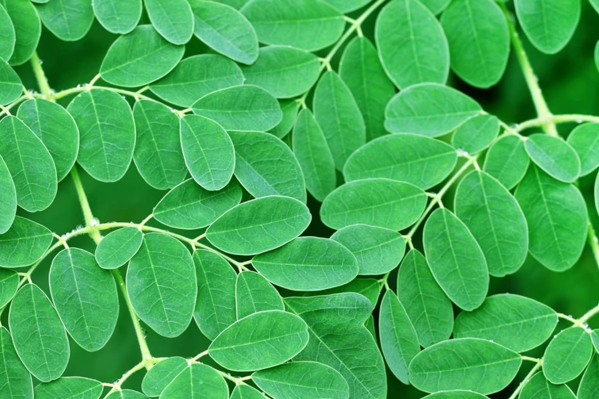 Moringa Tree Starter Plant - Live Miracle Tree 3-4 ft Tall, Nutritious Superfood, Easy Care, Fast Growing, Moringa oleifera