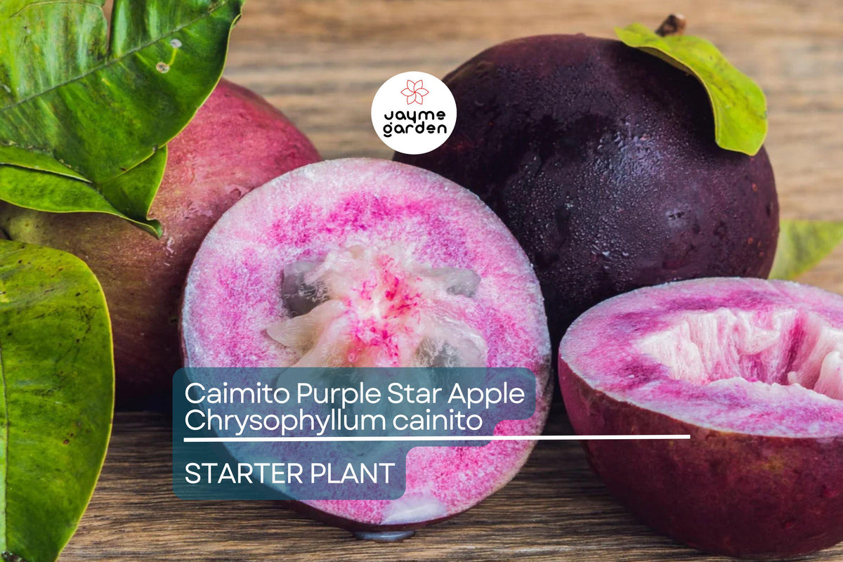 Caimito Purple Star Apple Tree Seedling | 3-6" Live Plant in 2.5" Pot | Chrysophyllum cainito | Exotic Tropical Fruit Tree