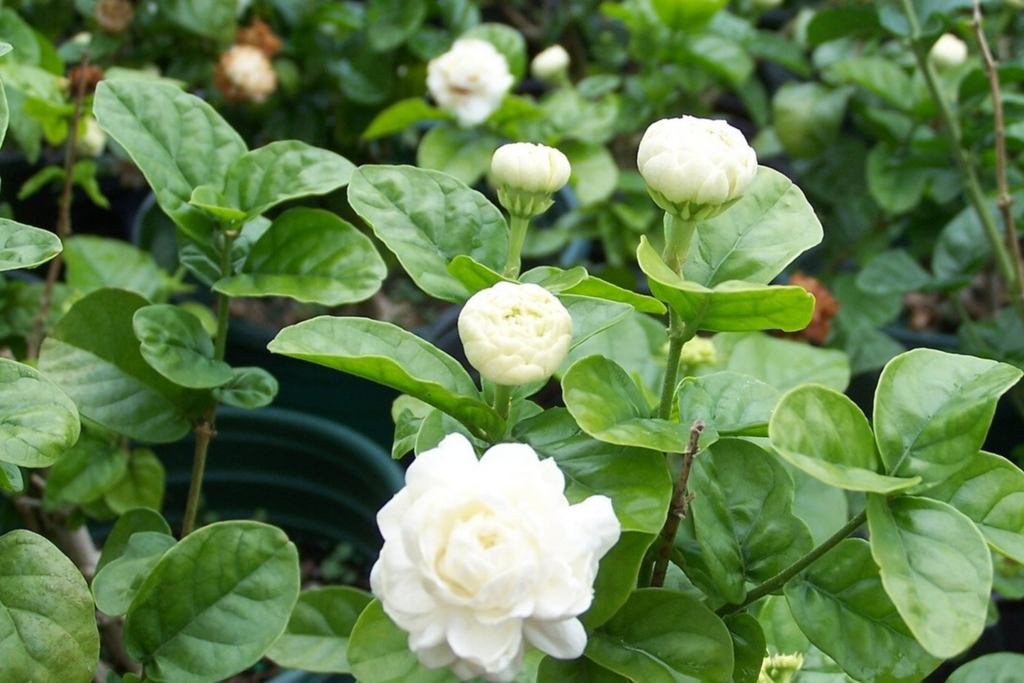 Starter Plant of Grand Duke of Tuscany Jasmine - Live Bare Root 2-5 Inches Tall, Fragrant White Flowers, Indoor & Outdoor Garden Plant