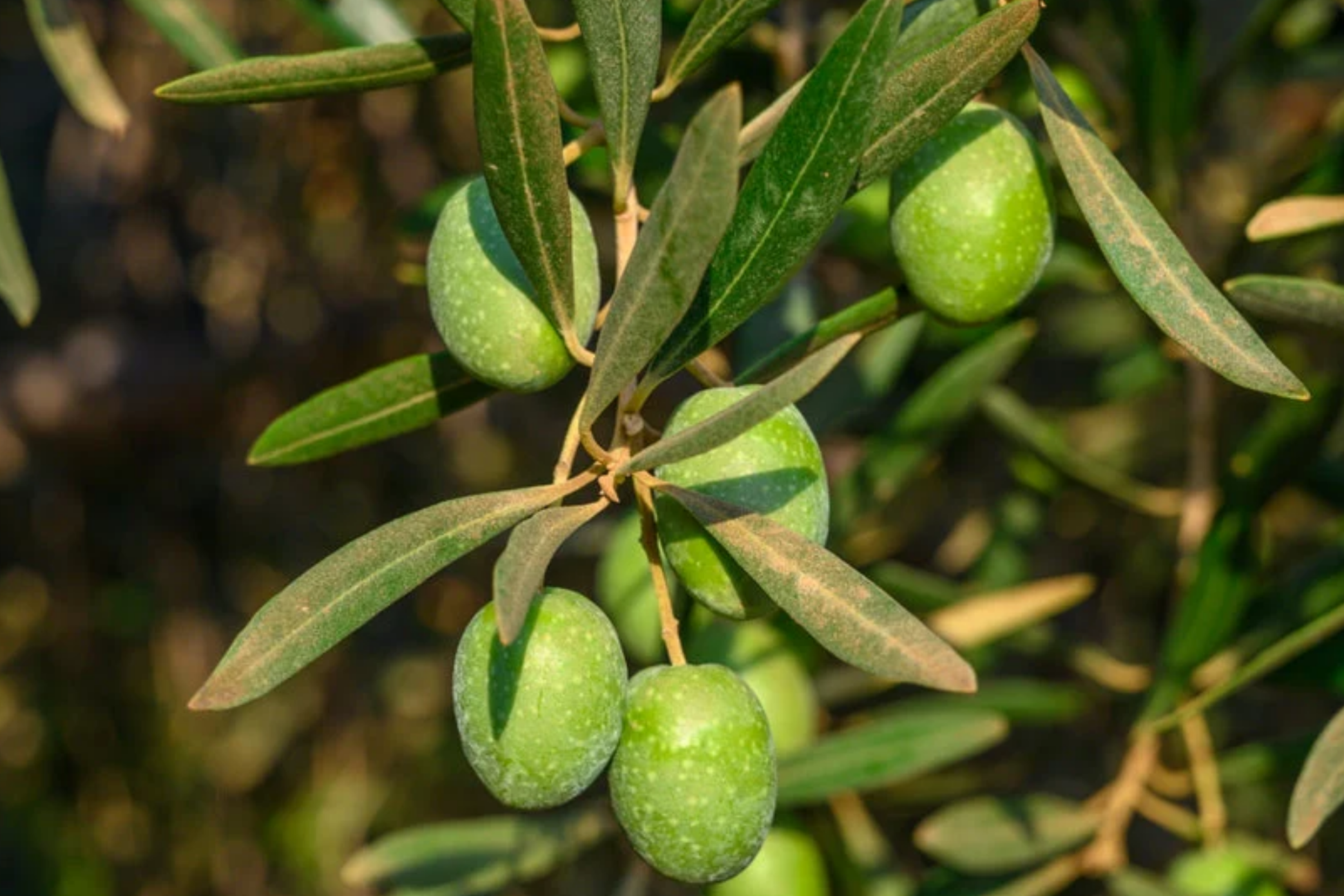 Olive Tree Starter Plant – Live Fruit Tree (Olea europaea) – Hardy Mediterranean Evergreen for Home Gardens