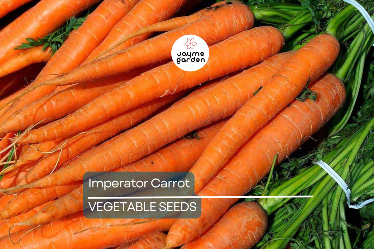 Imperator Carrot Seeds - 2,000 Heirloom Non-GMO Seeds for Fresh Eating - Daucus carota, All-America Selections Winner