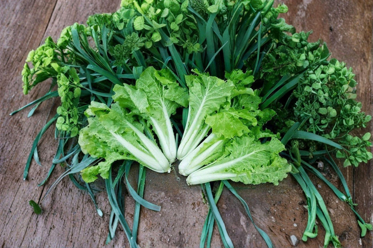 Frilly Leaf Pak Choi Seeds - Fun Jen Hybrid, 180 Seeds, Brassica rapa subsp. chinensis, Fast Growing Asian Green, Mild Flavor