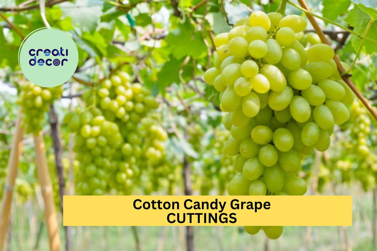 5 Unrooted Cotton Candy Grape Cuttings – Vitis vinifera – Rare Sweet Flavor for Grafting or Rooting – Ideal for Gardens & Trellises