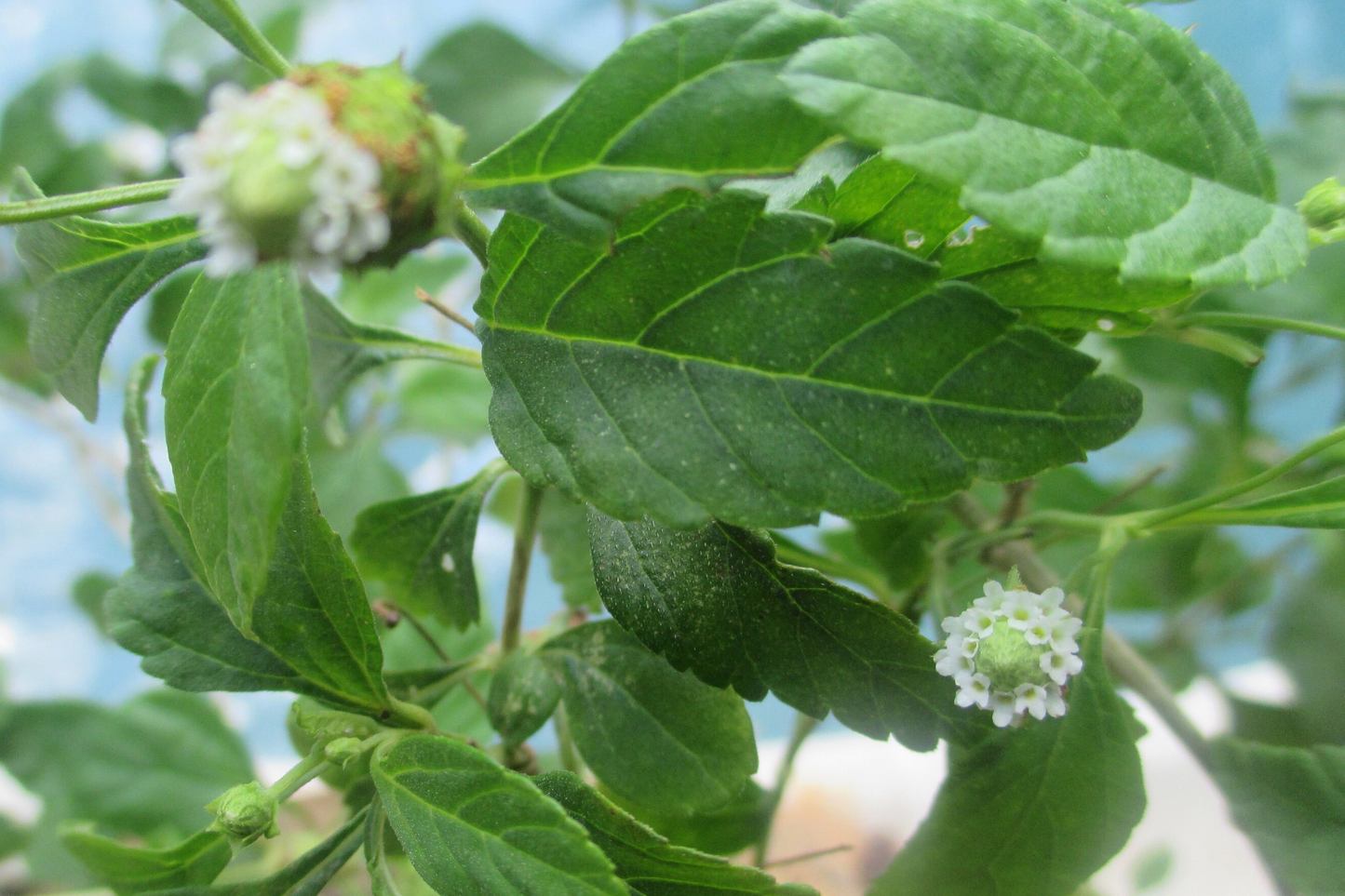 Long Coriander Starter Plant - Vibrant Live Herb (Eryngium foetidum) for Culinary Gardens, Tropical Flavor, Easy to Grow