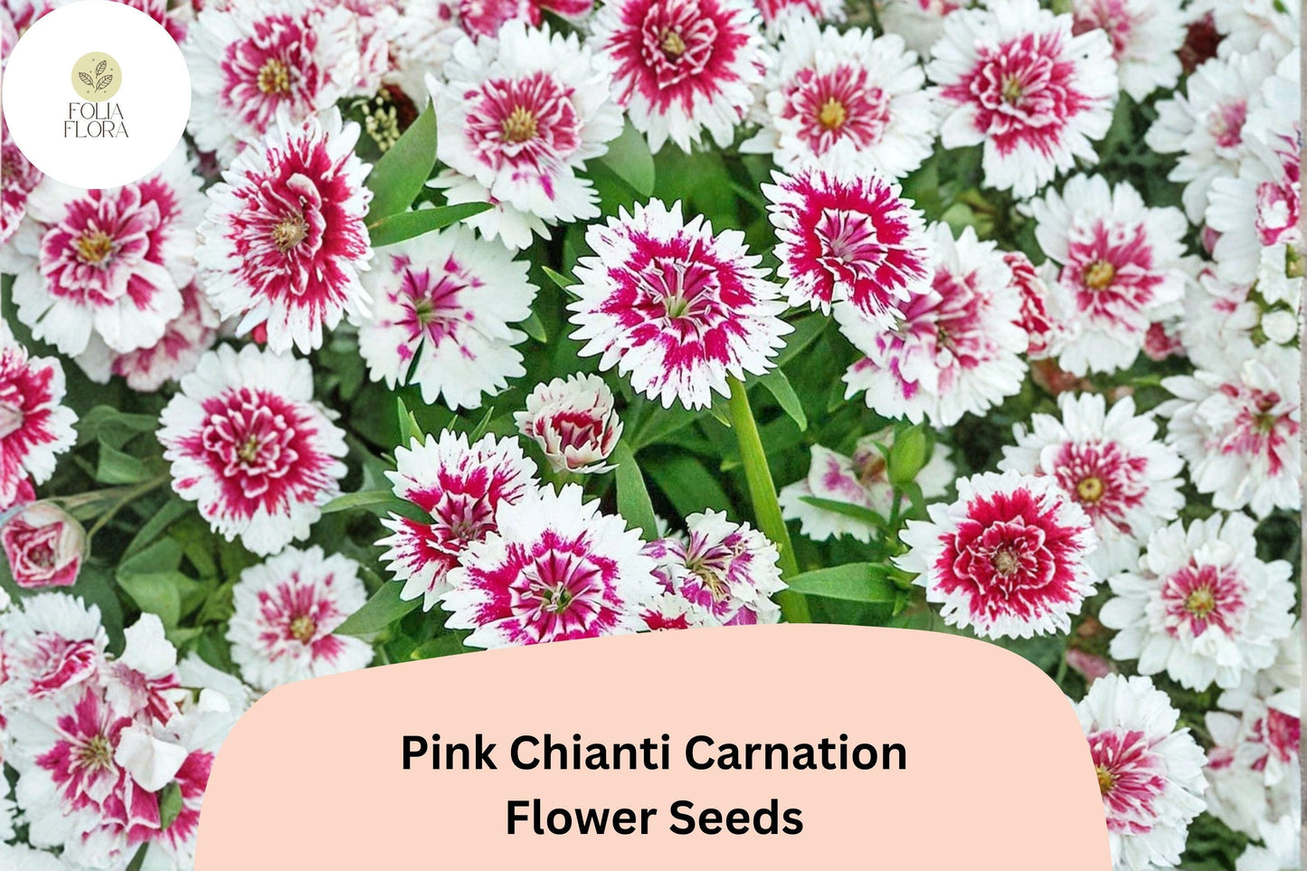 200+ Pink Chianti Carnation Seeds | Dianthus caryophyllus | Pink & White Bicolor Blooms for Garden Beds & Cut Flowers