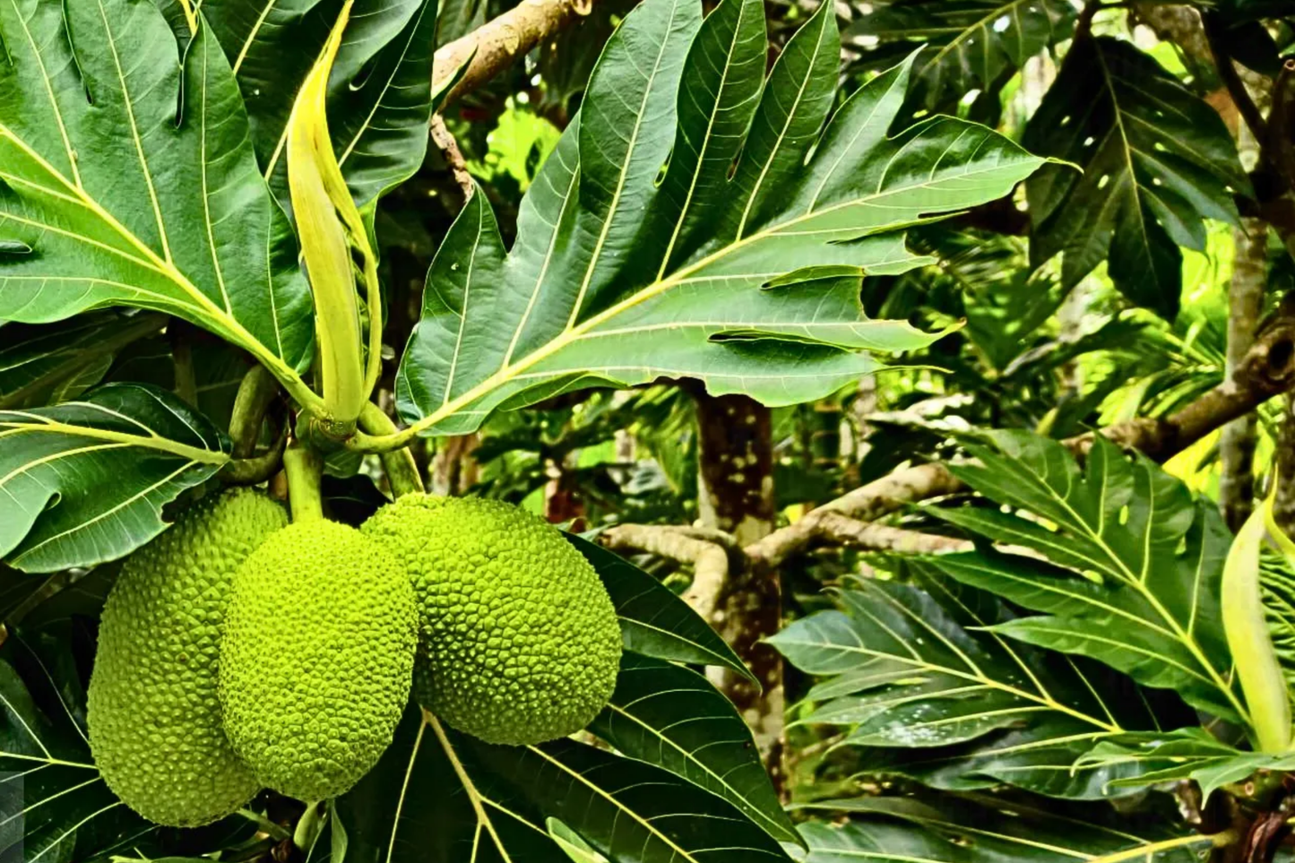 Grafted Breadfruit Tree Starter Plant – Tropical Artocarpus altilis, Fast Yield, High-Quality Fruit, Live Fruit Tree
