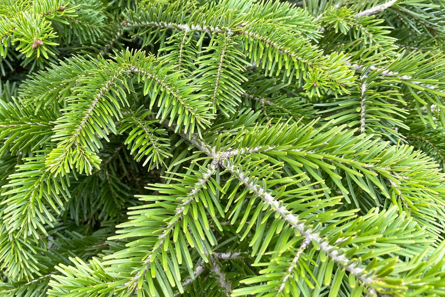 30 Seeds Abies Balsamea Lake State Balsam Fir Tree Seeds for Planting, Hardy Evergreen, Fragrant Needles, Native Christmas Tree