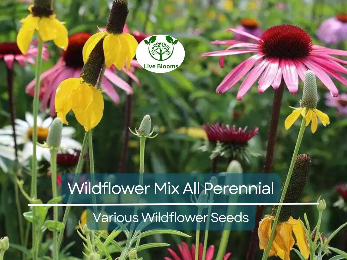 1000 Seeds Wildflower Mix Perennial Heirloom Flowers Non-GMO Pollinator Friendly