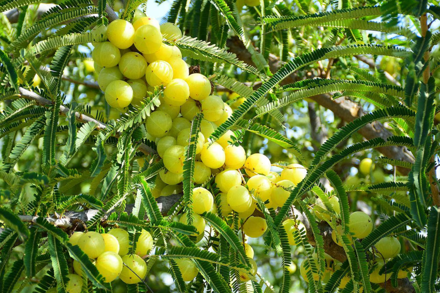 Otaheite Gooseberry Starter Plant - Phyllanthus acidus, Tropical Fruit Tree, 1-2 Inches, Garden Fruit Plant