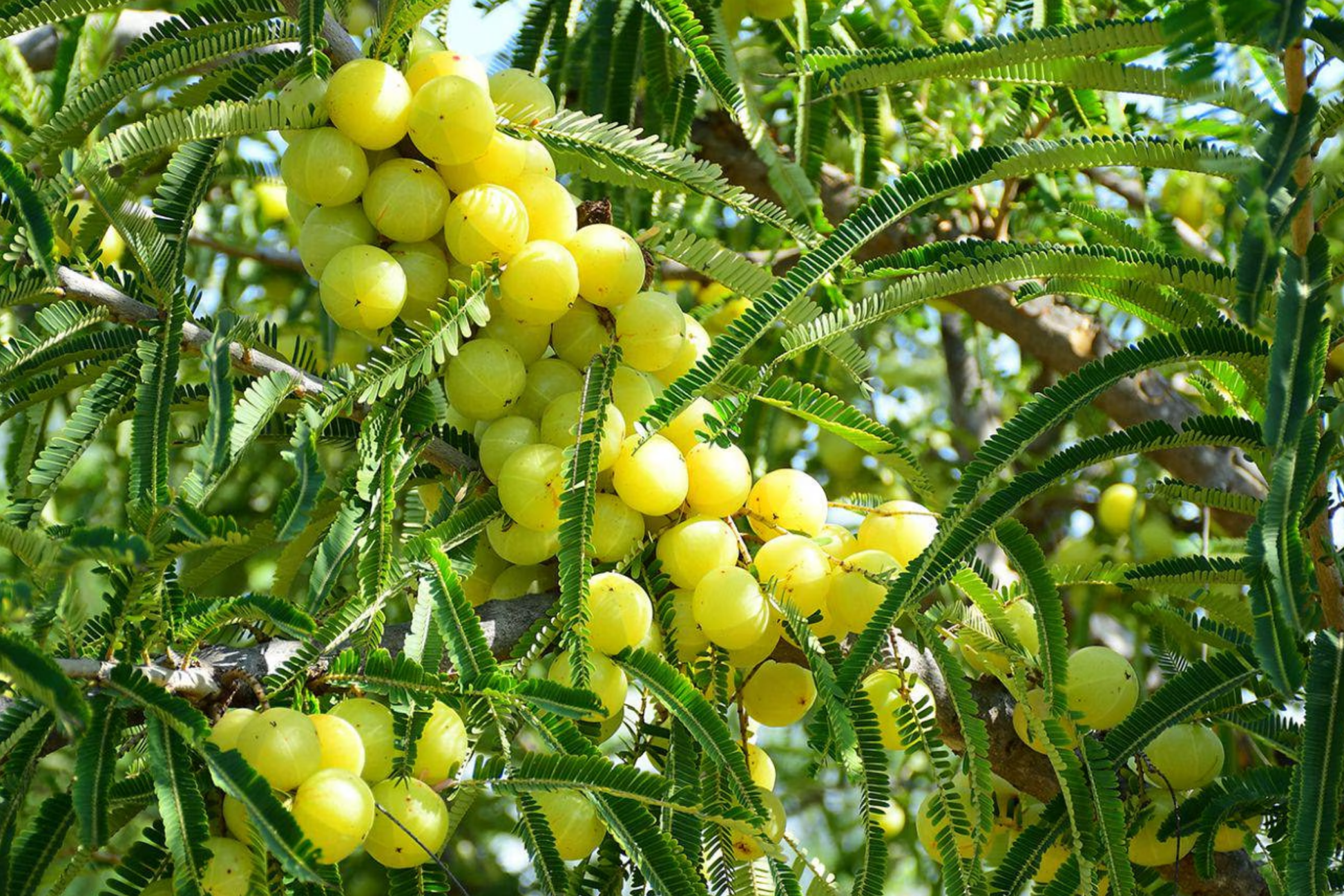 Otaheite Gooseberry Starter Plant - Phyllanthus acidus, Tropical Fruit Tree, 1-2 Inches, Garden Fruit Plant
