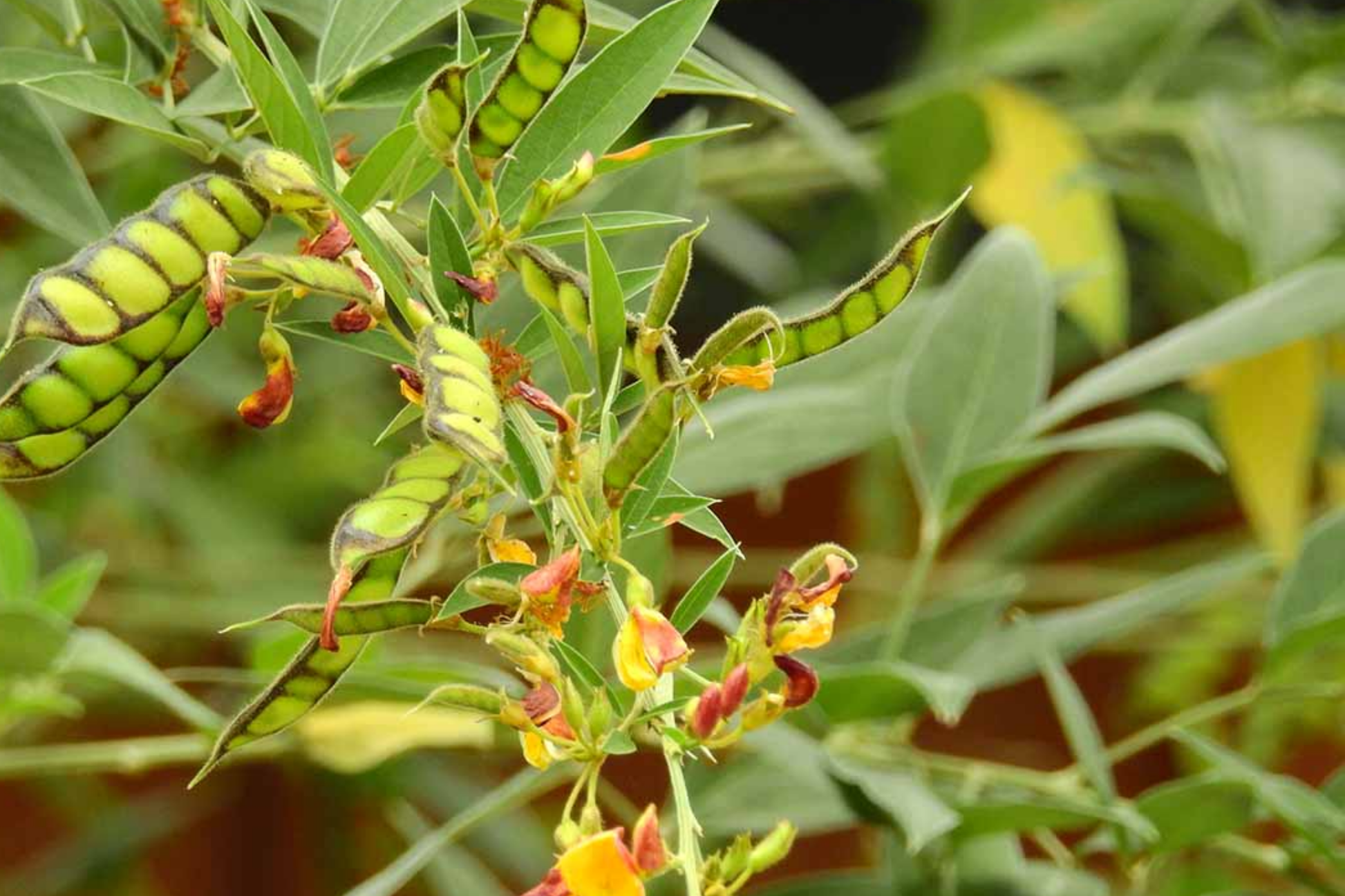 Pigeon Pea Starter Plant - Cajanus cajan, Tropical Legume, Nutritious Edible Pea, 12-24 Inches, Garden Plant