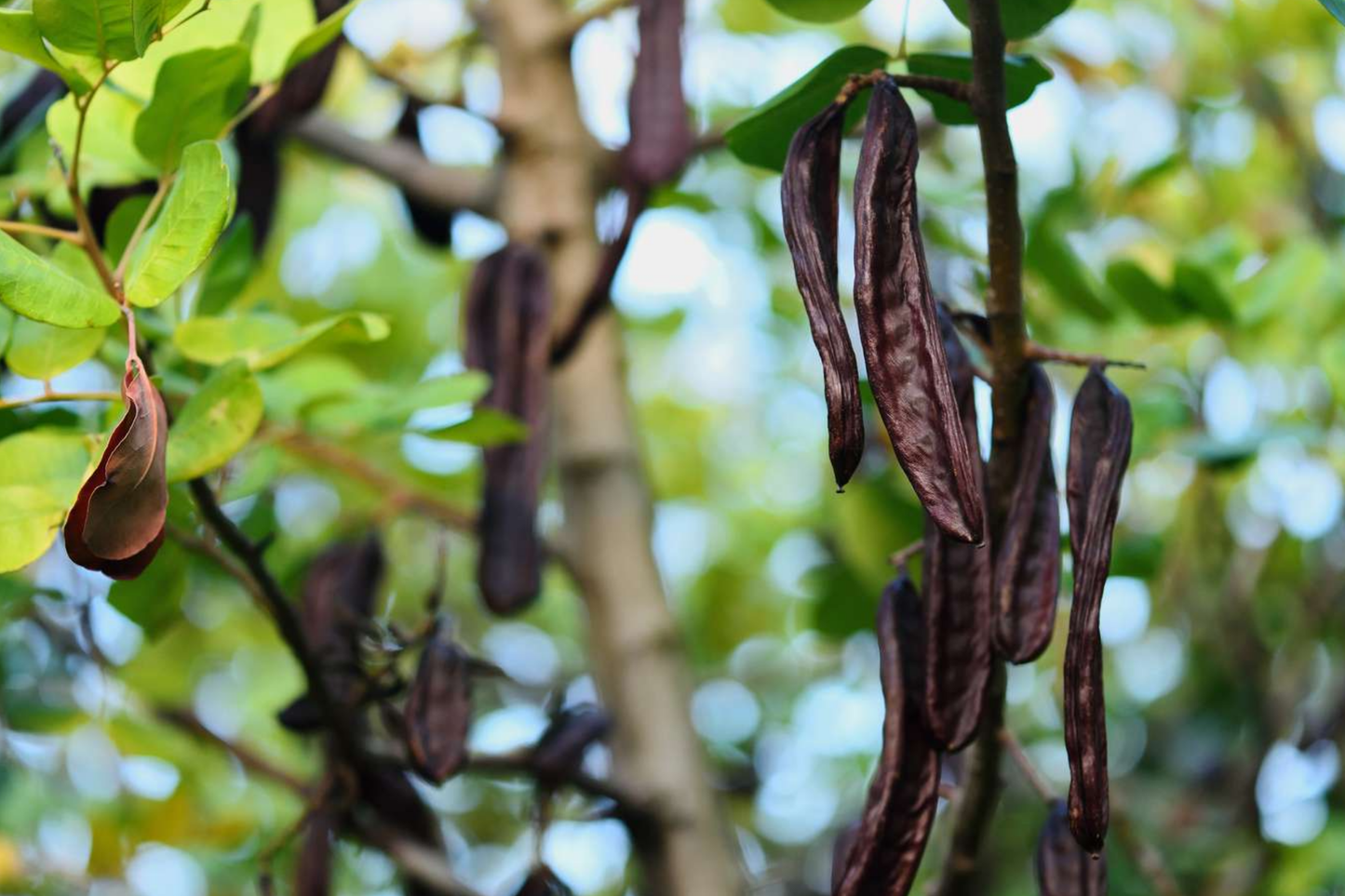 Carob Tree Starter Plant - Algarroba (Ceratonia siliqua) 12"-24" | Nutrient-Rich Easy-Care Garden Fruit Tree