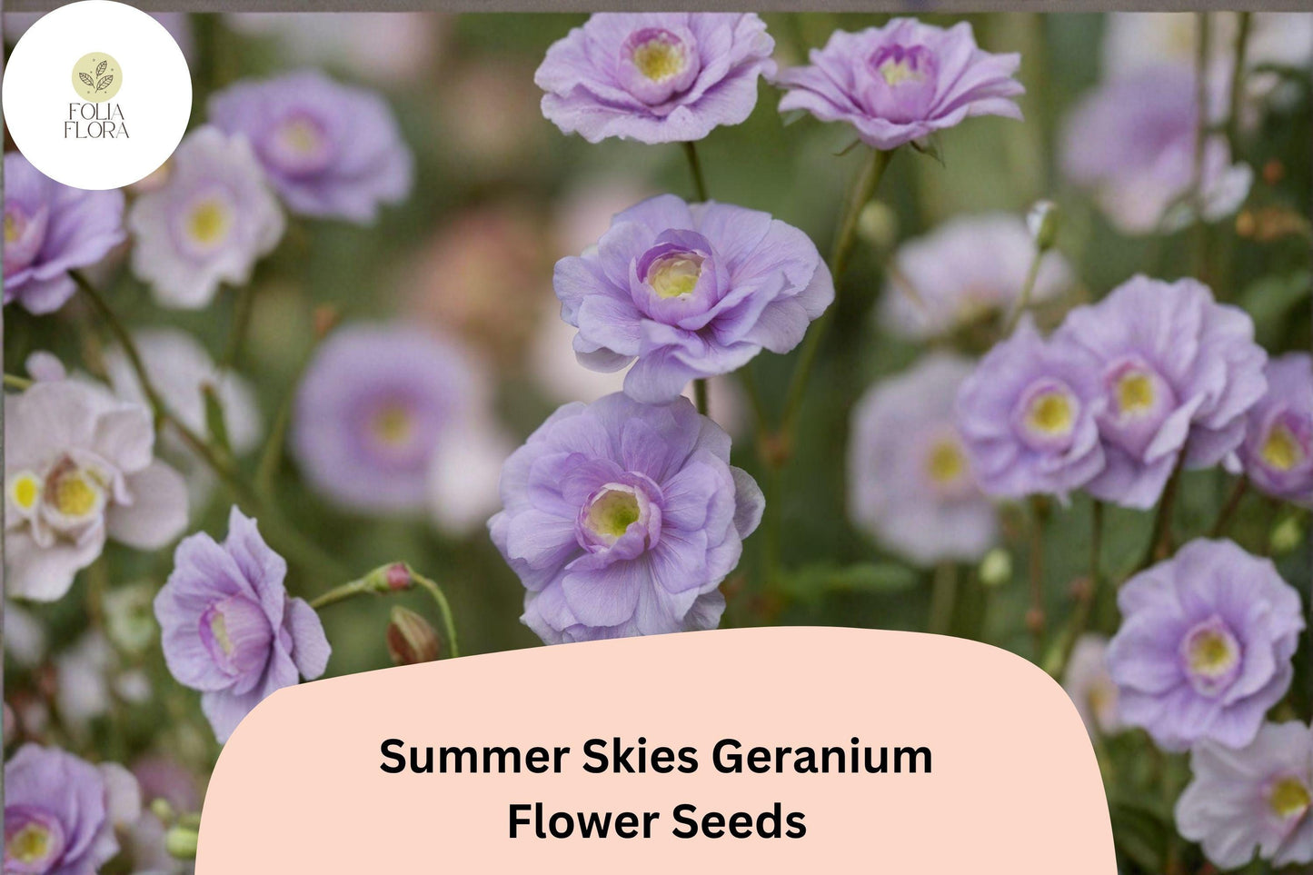 25+ Summer Skies Geranium Seeds | Hardy Perennial with Lavender Blue Blooms for Garden Borders