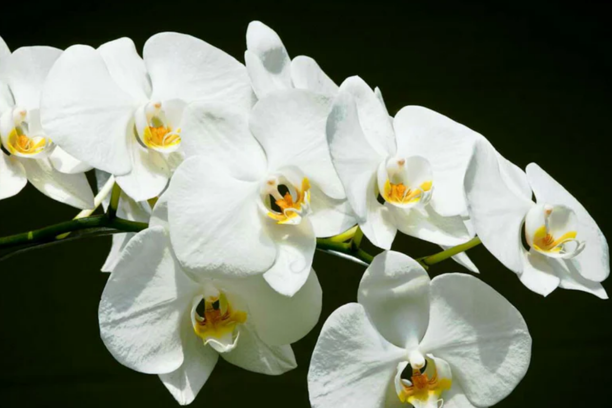 Moon Orchid Starter Plant - Phalaenopsis amabilis, Indoor White Orchid, Elegant Flowering Houseplant, Low-Maintenance Tropical Orchid